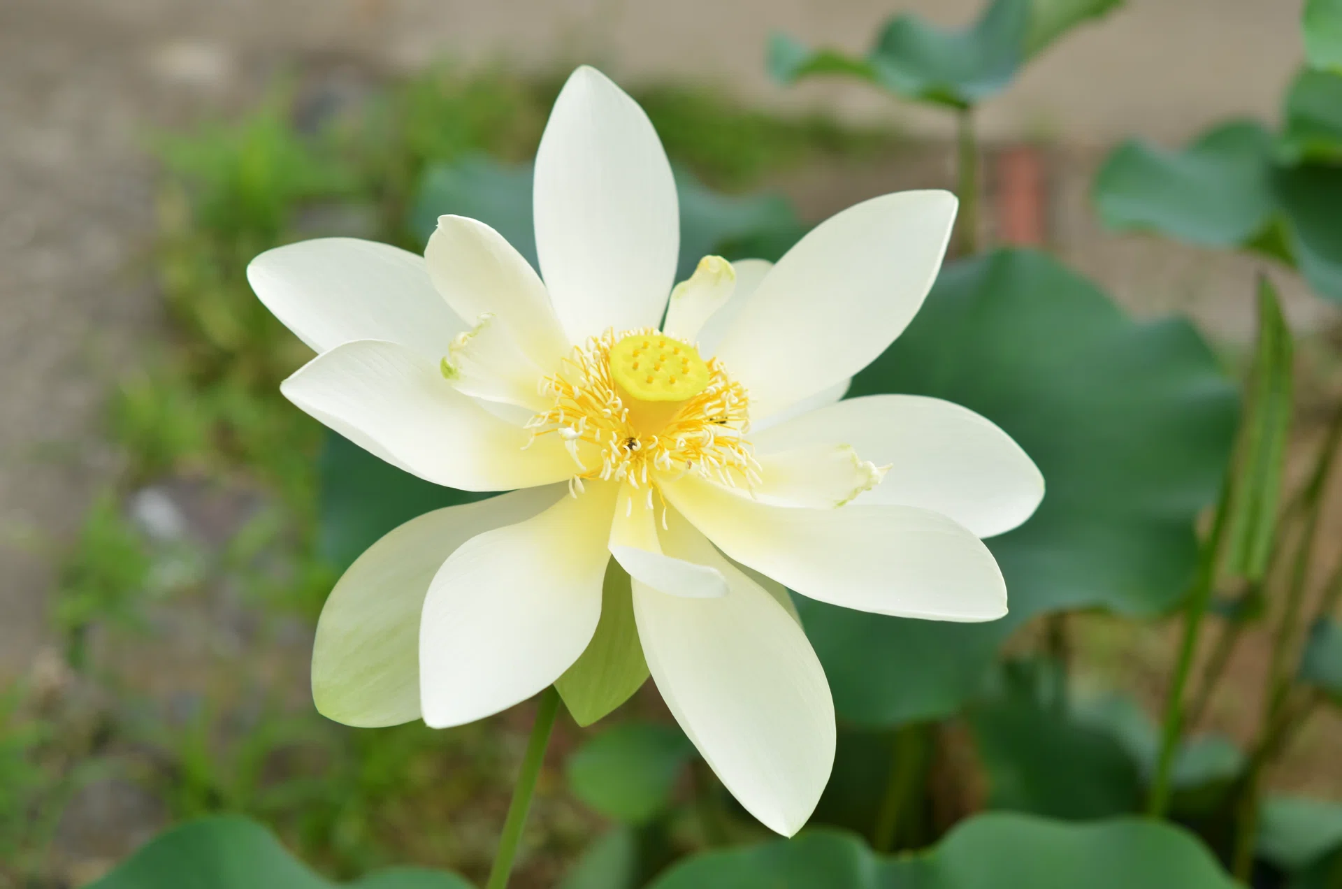蓮を見るから育てるへ・・・｜店主のまったり喫茶 ｜ 笑福Lotus