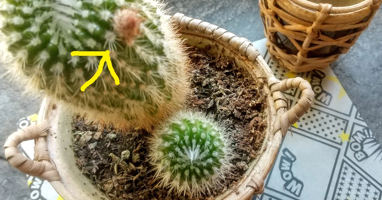 植物観察記録と生きている実感について｜雨ふらし