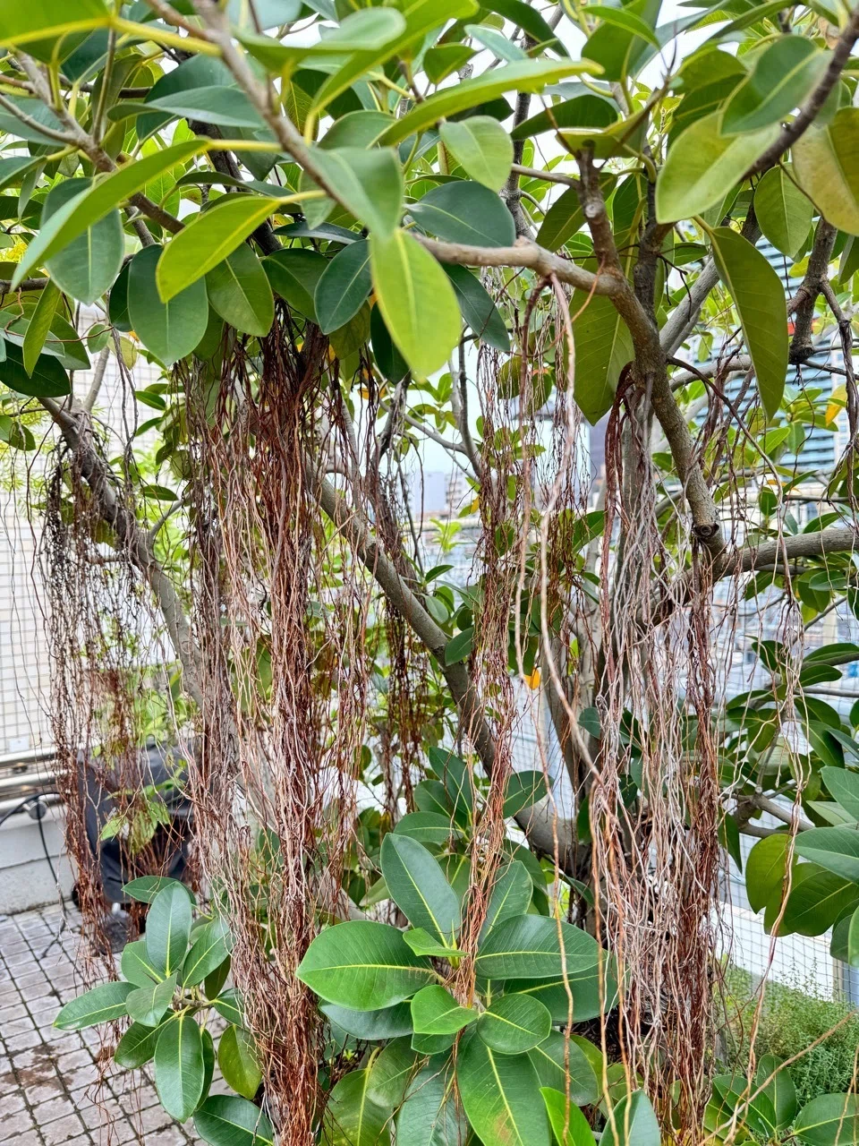 フランスゴム（フィカス ルビギノーサ）の育て方｜花屋のラフ