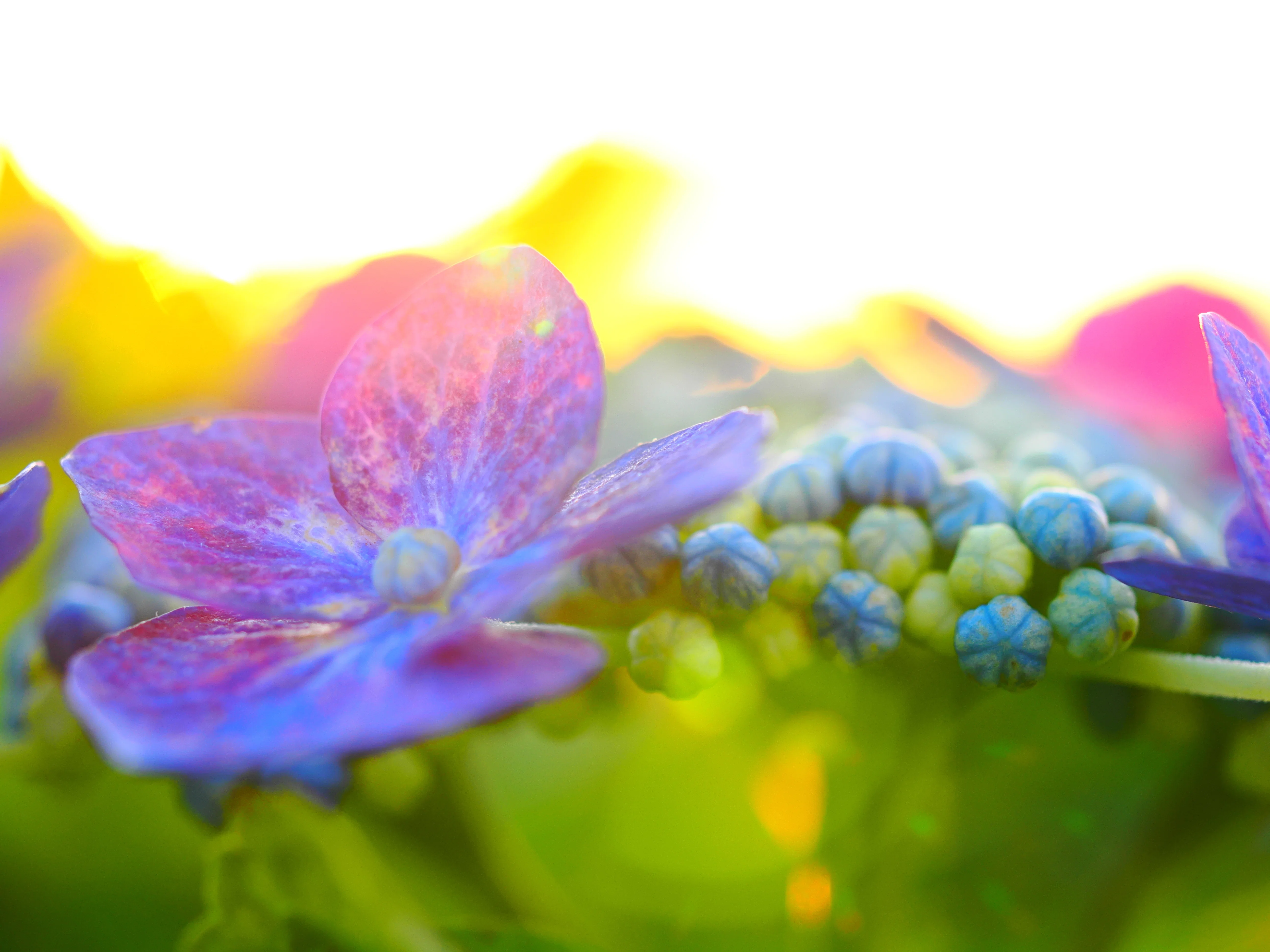 花の写真38｜イシックス馬入のお花畑の紫陽花｜kose0820