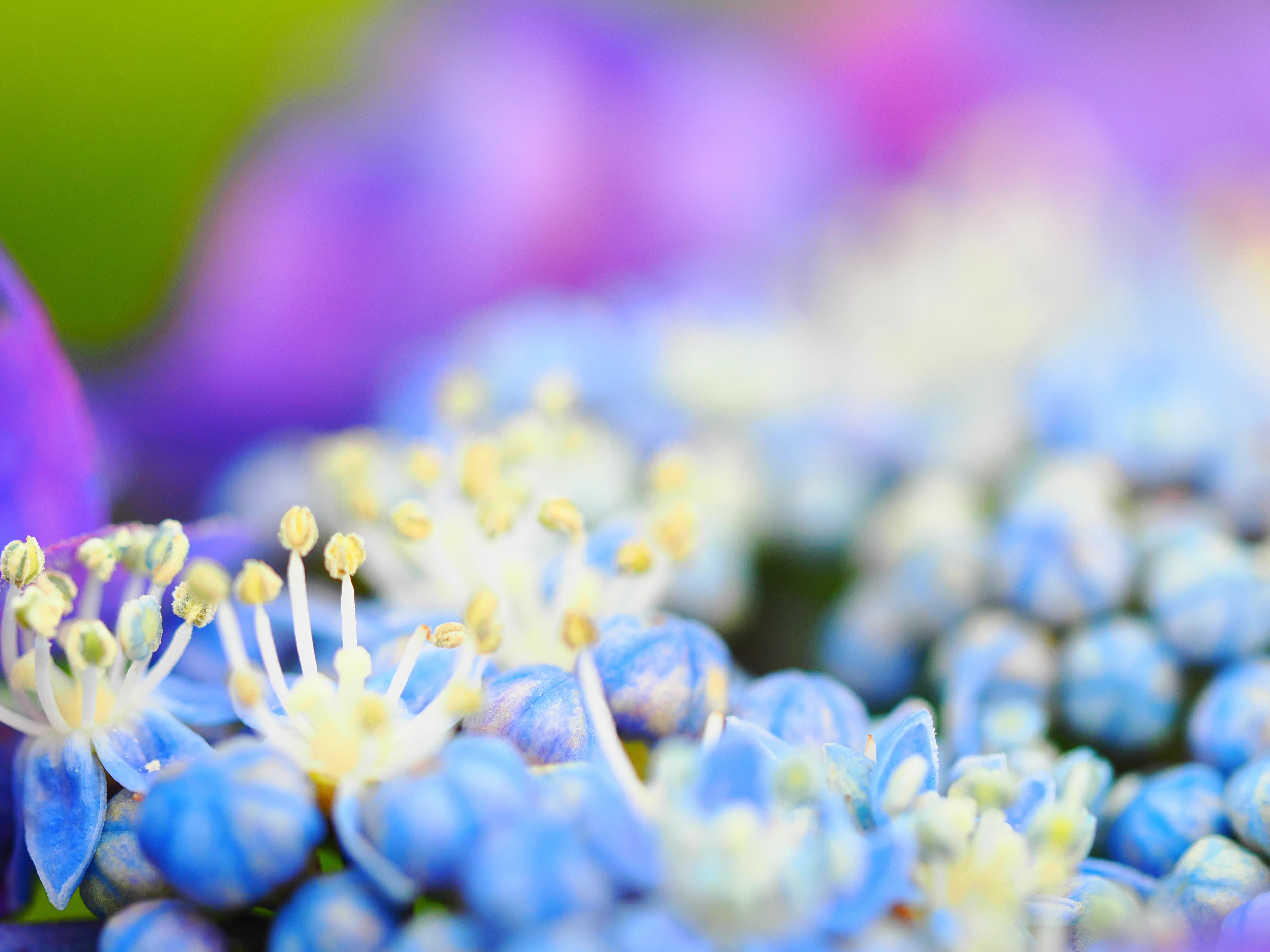 花の写真38｜イシックス馬入のお花畑の紫陽花｜kose0820