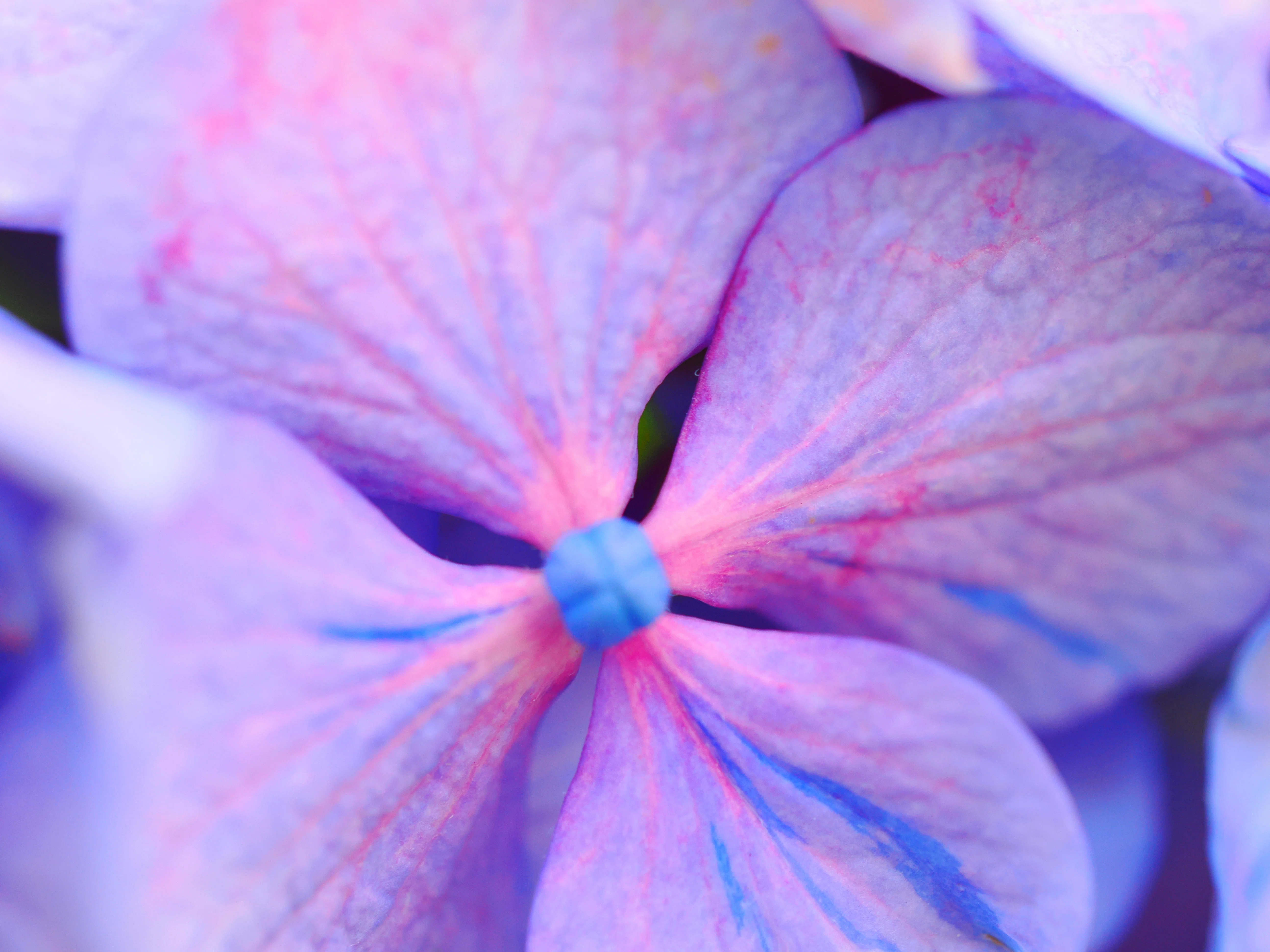 花の写真38｜イシックス馬入のお花畑の紫陽花｜kose0820