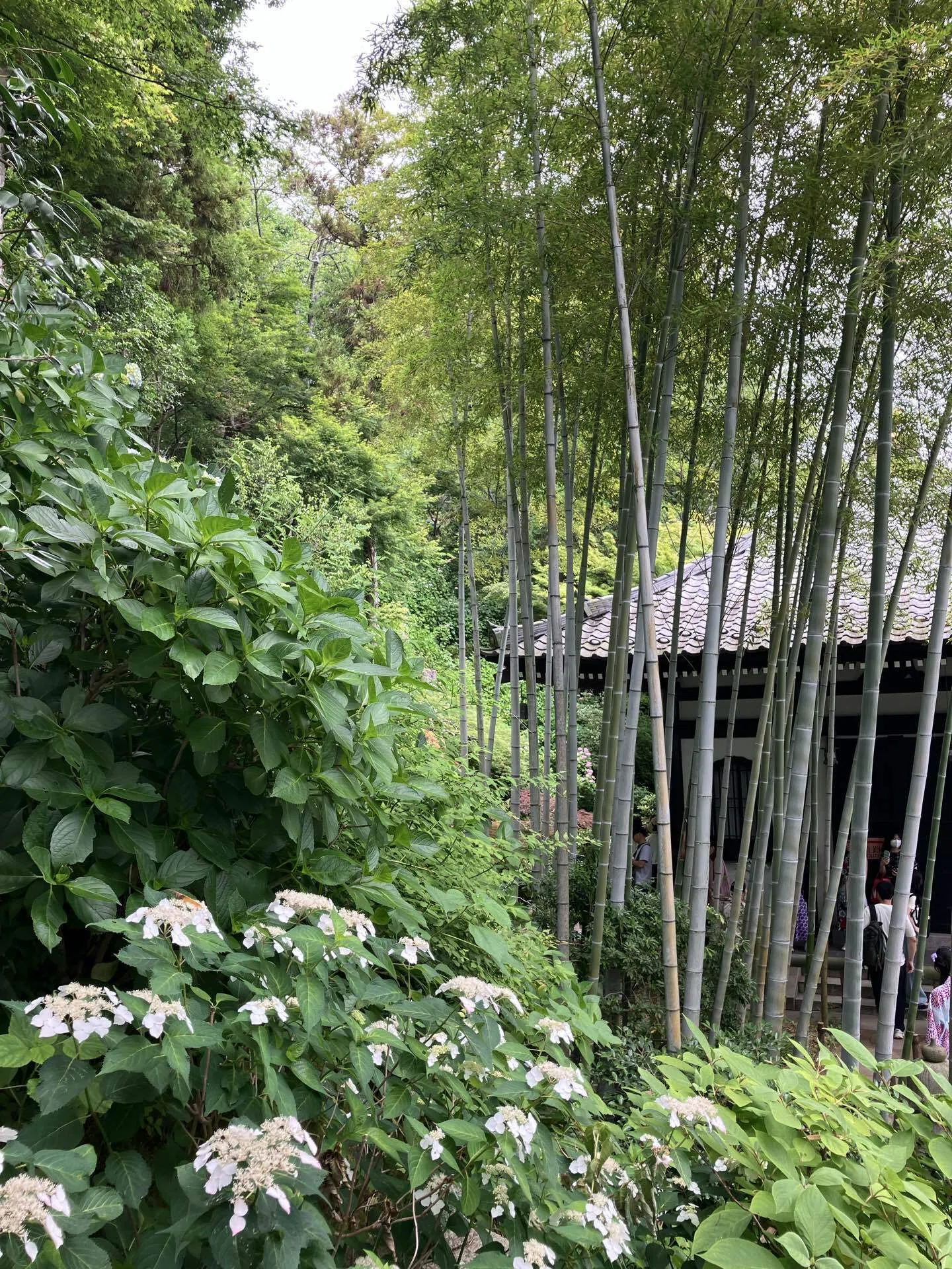 紫陽花を見に① 鎌倉散歩 江ノ電に乗って 長谷寺 極楽寺 成就院 腰越