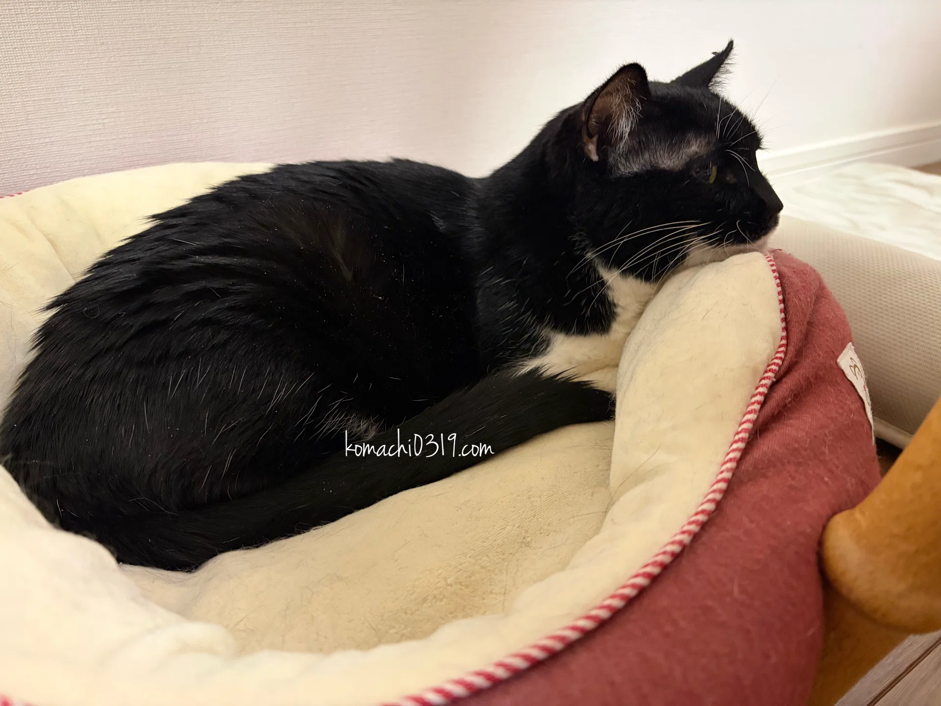 2026年6月7日 夜の猫達｜こまち