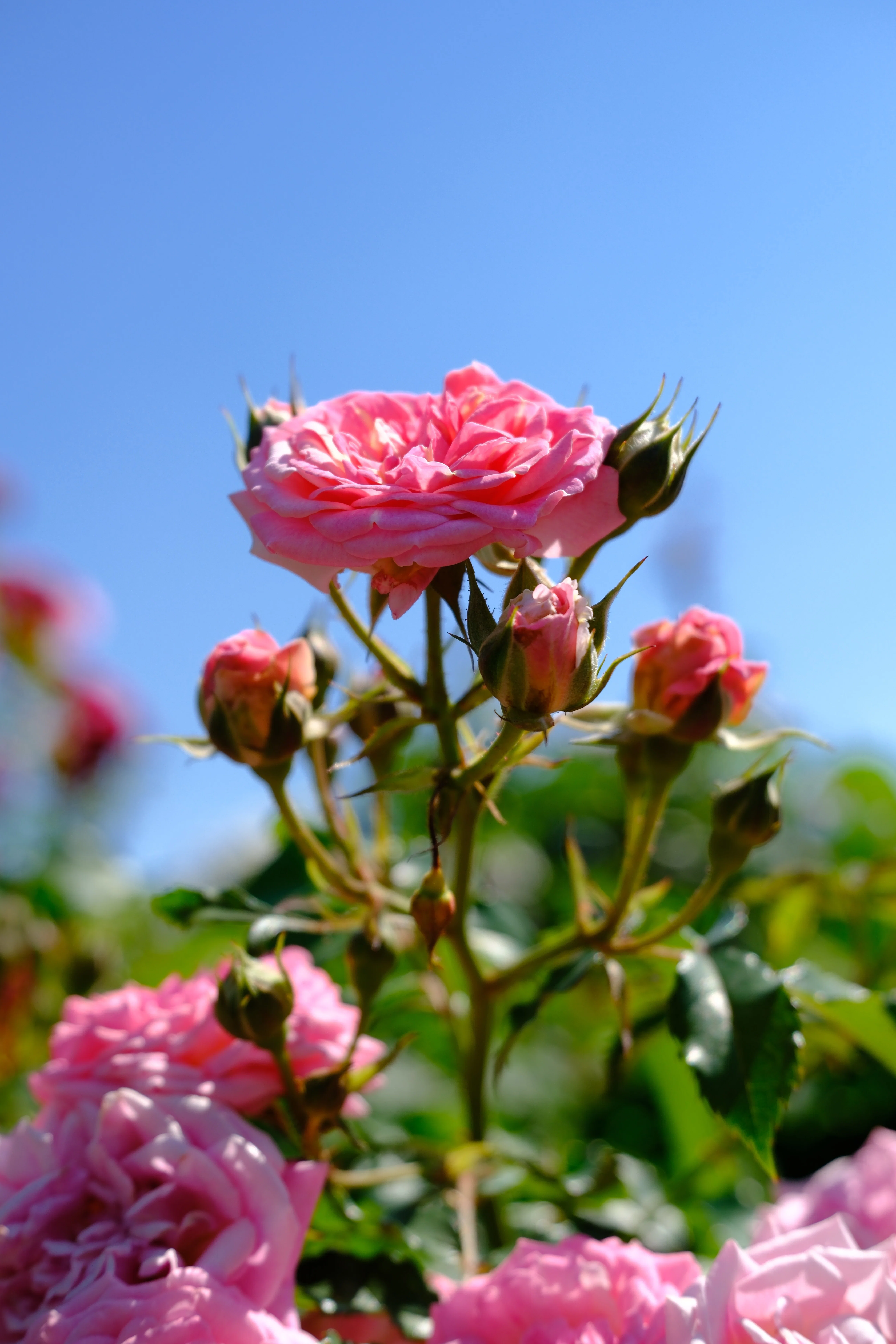 中学生応援‼️　テキストバラ売り大会(閲覧用⑤) 📷10枚写真日記：中華街と薔薇の1日｜きちの趣味部屋