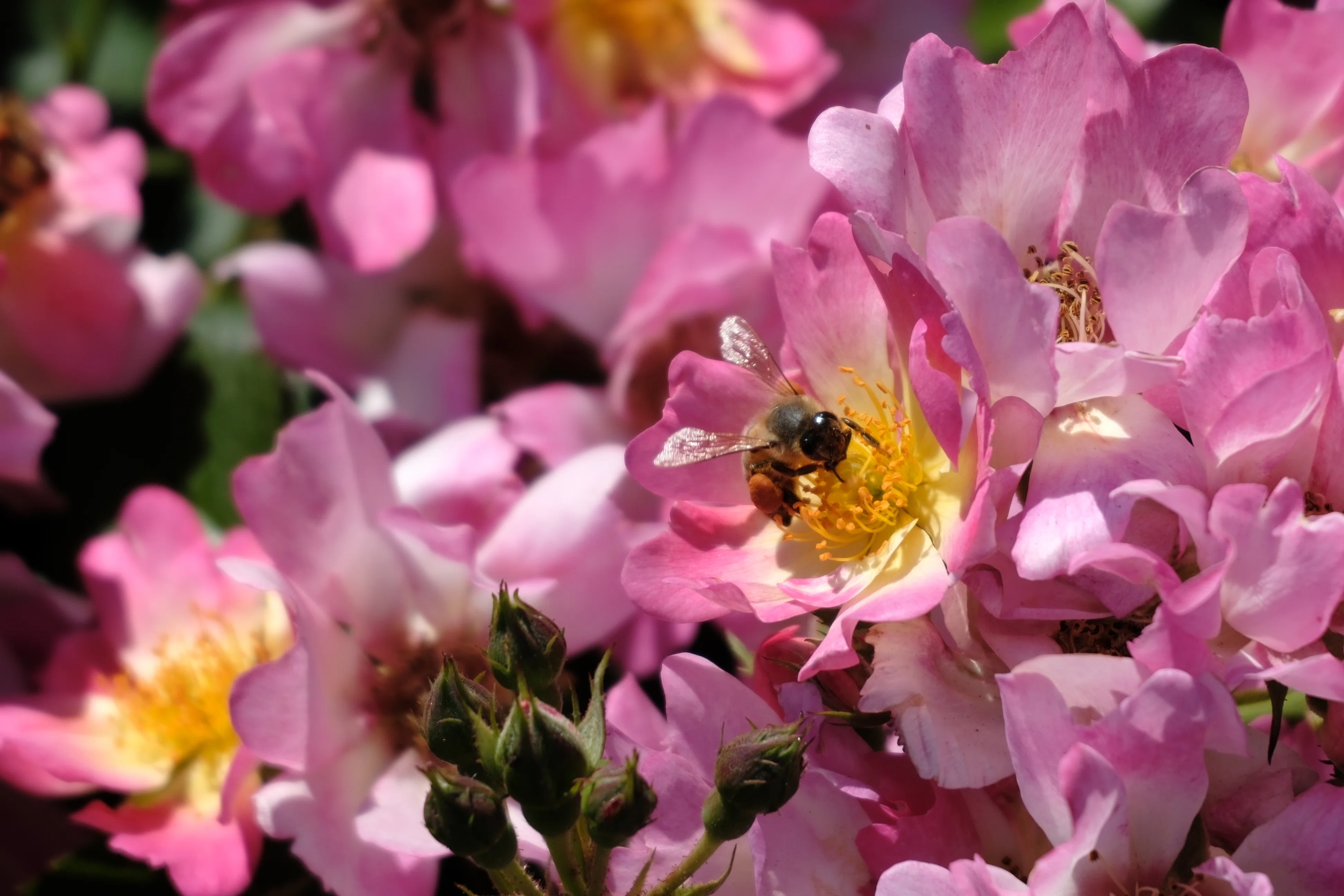 📷10枚写真日記：中華街と薔薇の1日｜きちの趣味部屋