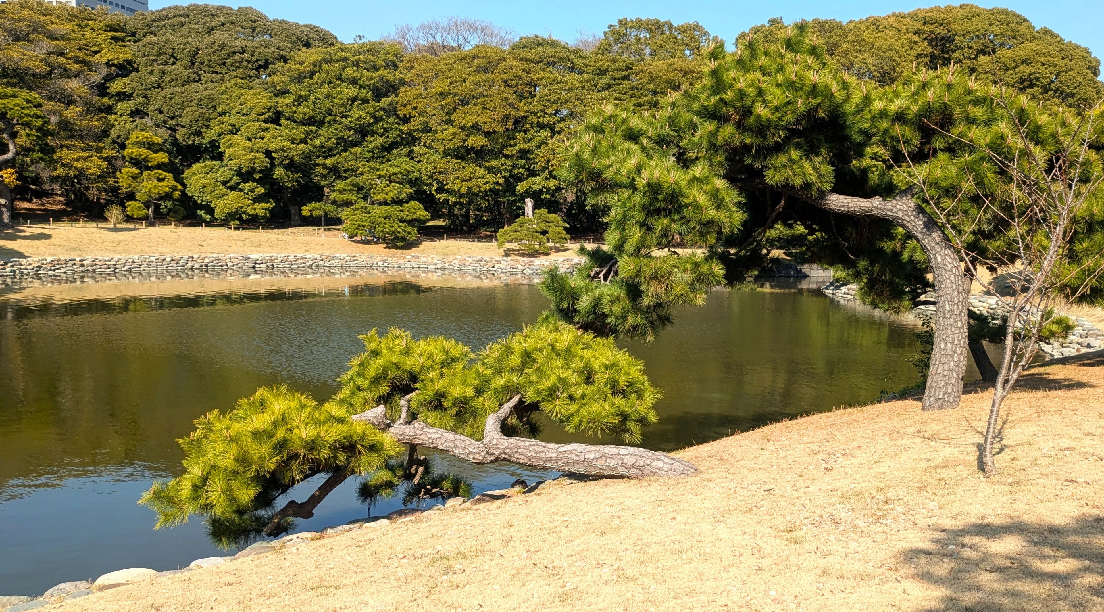 散歩】都立文化財9庭園- 9 Gardens -春の黄色の庭園（浜離宮恩賜庭園