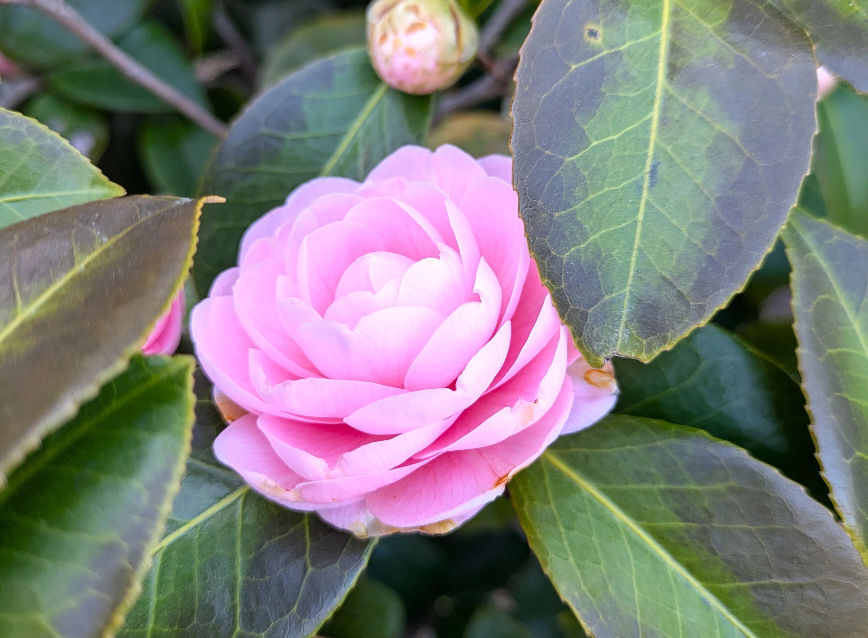 散歩】都立文化財9庭園- 9 Gardens -春の黄色の庭園（浜離宮恩賜庭園