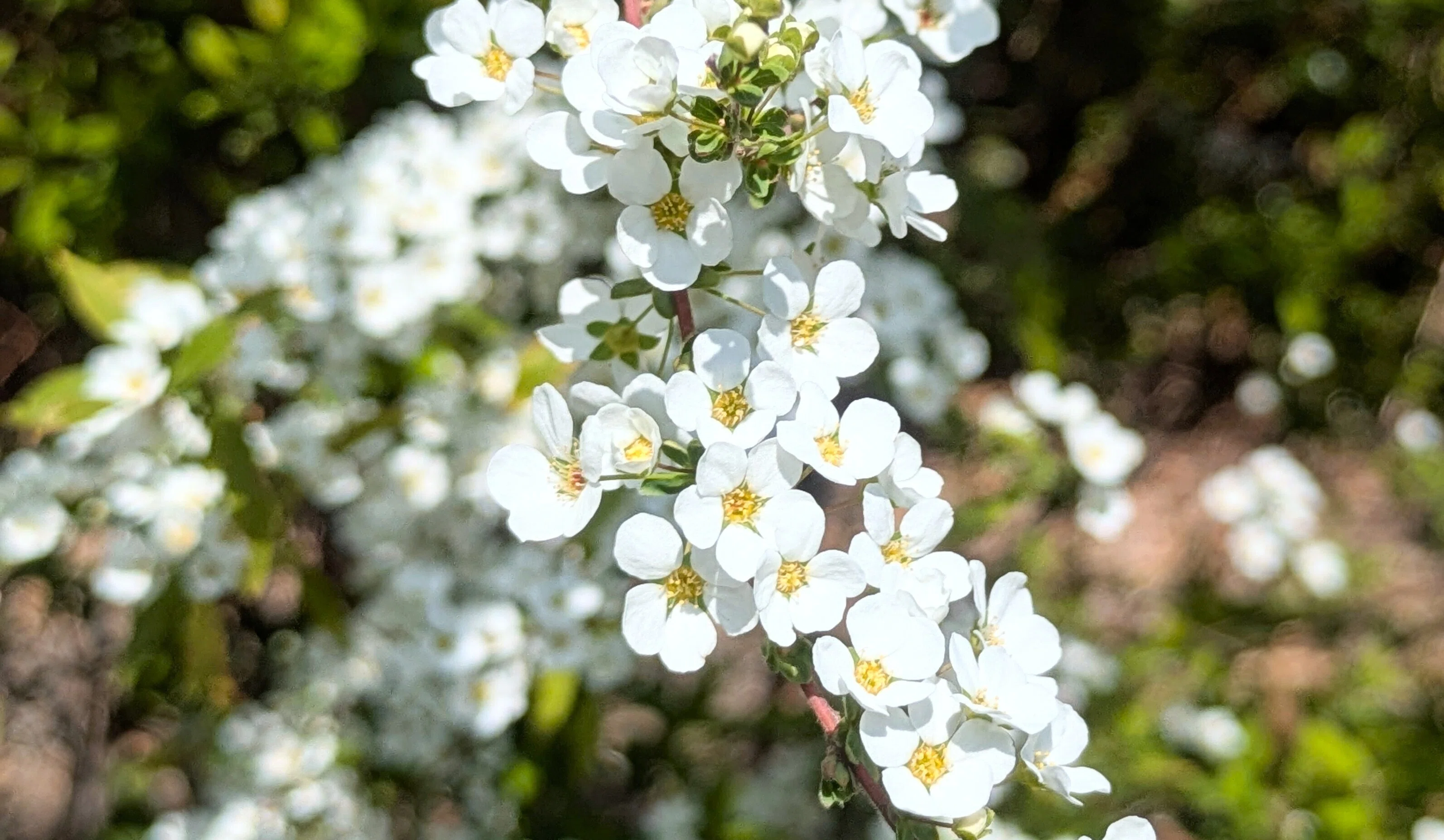 散歩】都立文化財9庭園- 9 Gardens -春の黄色の庭園（浜離宮恩賜庭園