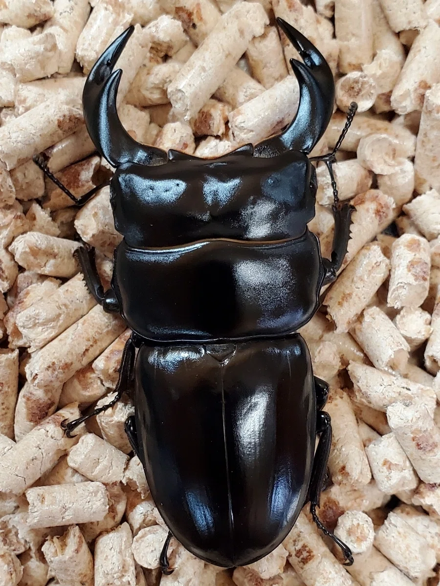 【標本】アンタエウスオオクワガタ　インド産　88.3ミリ　飼育品 WD】インド産 アンタエウスオオクワガタの飼育記録【2024～2025】｜AKECHI