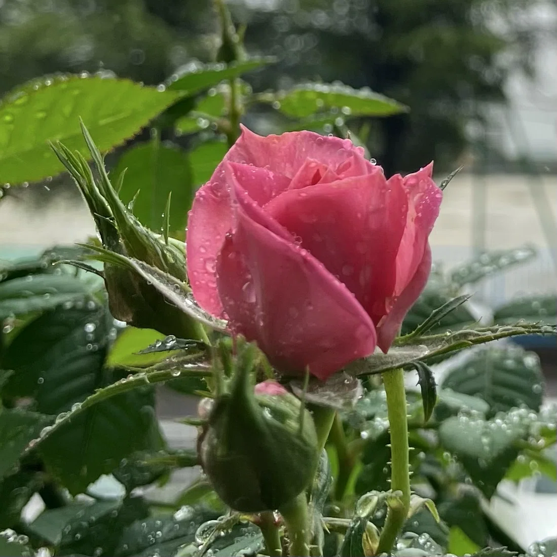 𓂃𓈒𓏸【2026 薔薇暦 Vol.11】雨に濡れて、心まで澄む梅雨の朝𓏸𓈒𓂃