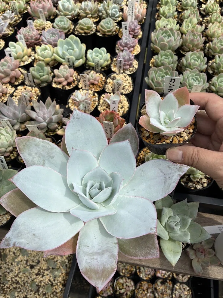 33.女王カンテが輝く季節が来ました！｜多肉植物専門店nene
