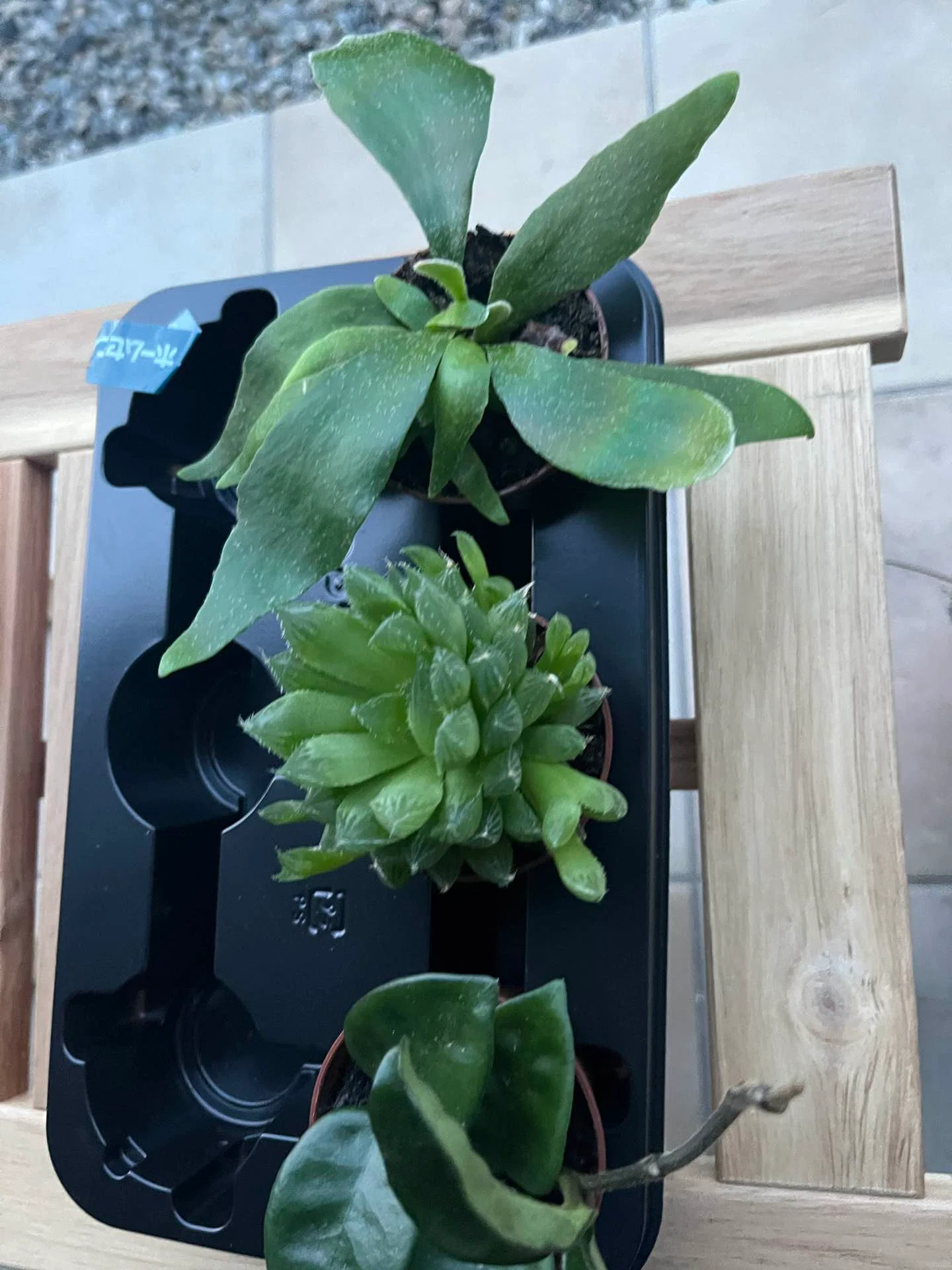 植物のこと】ビカクシダの板付に挑戦してみた｜ききゆ