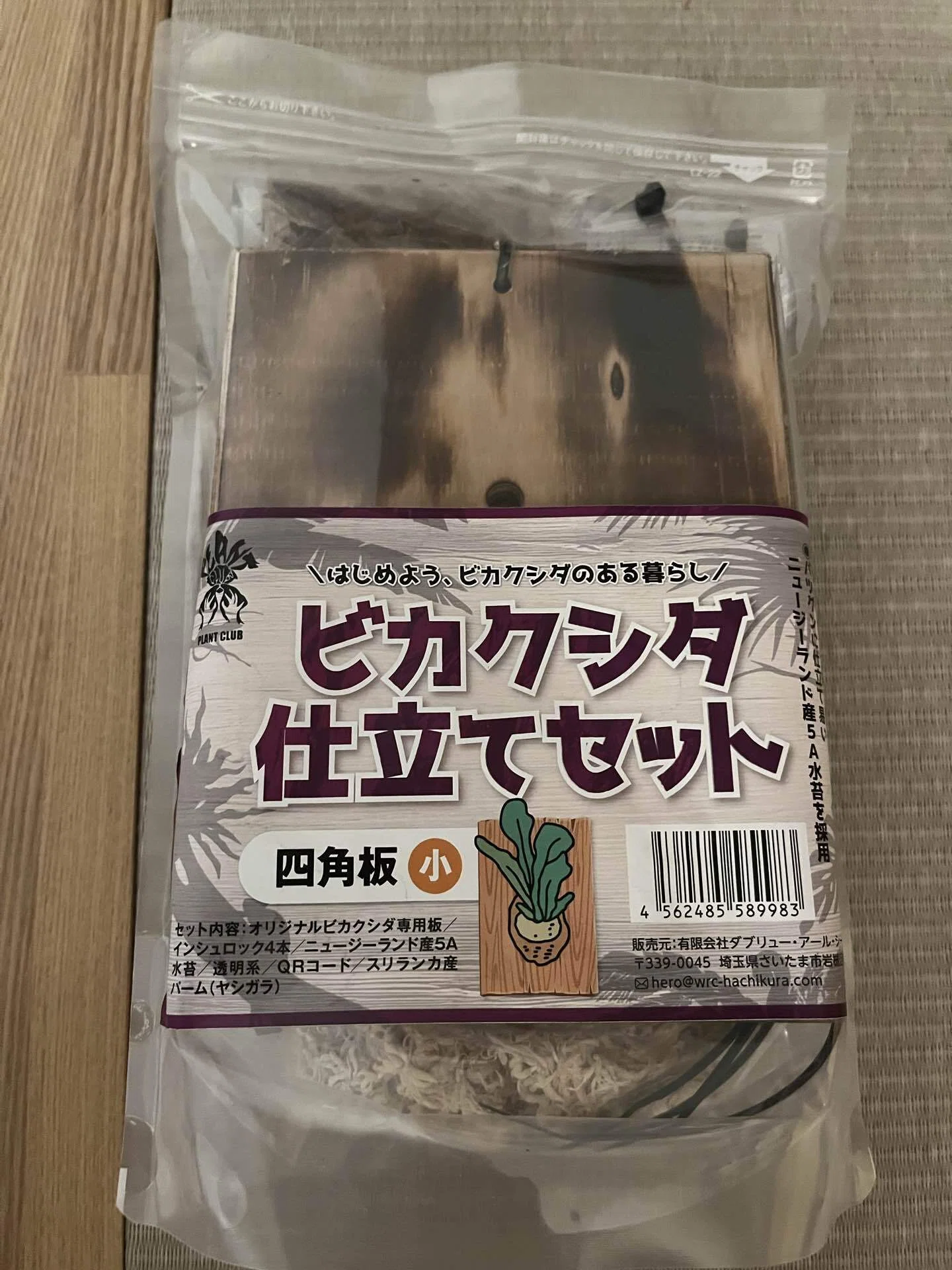 植物のこと】ビカクシダの板付に挑戦してみた｜ききゆ
