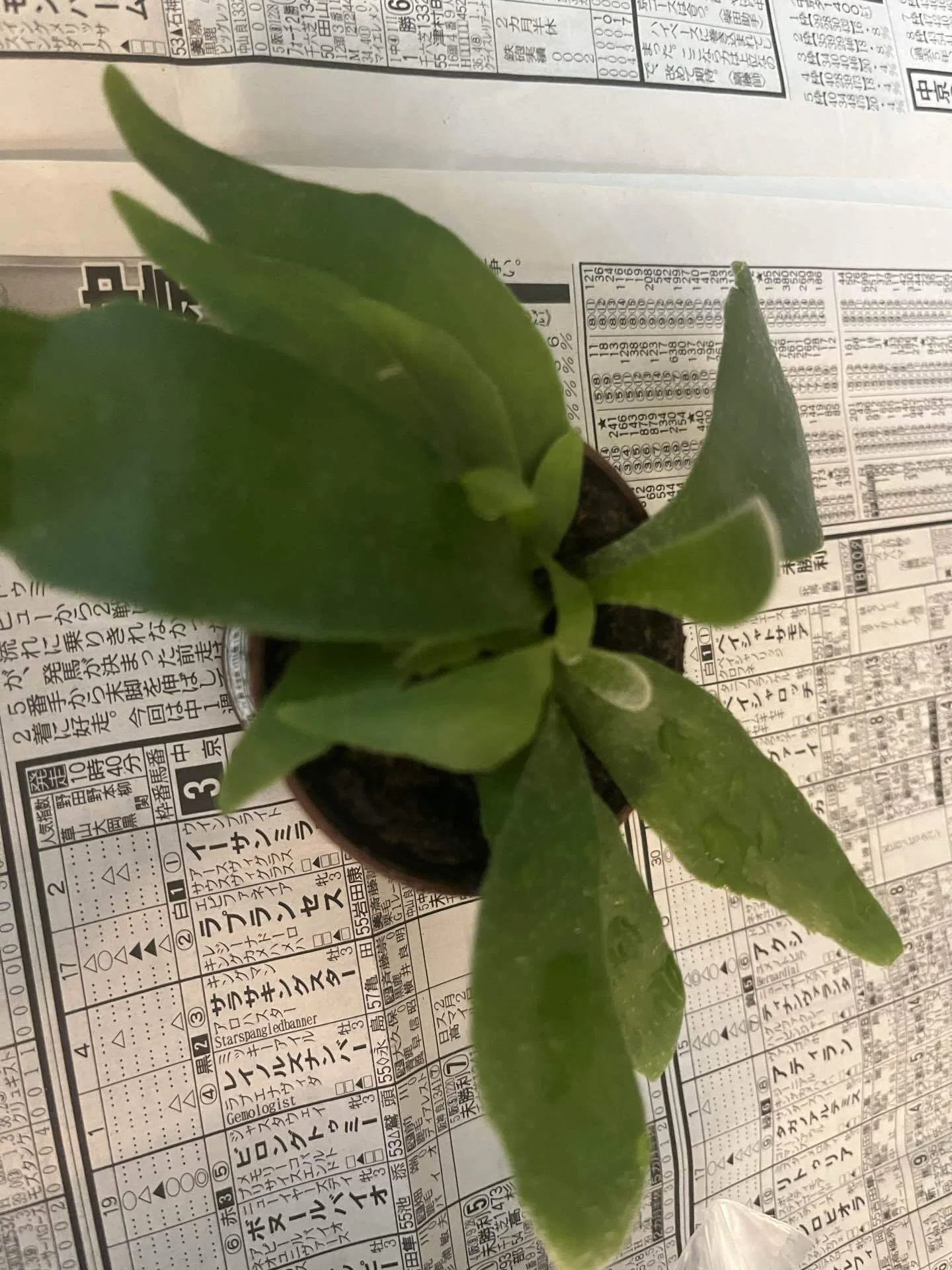 植物のこと】ビカクシダの板付に挑戦してみた｜ききゆ