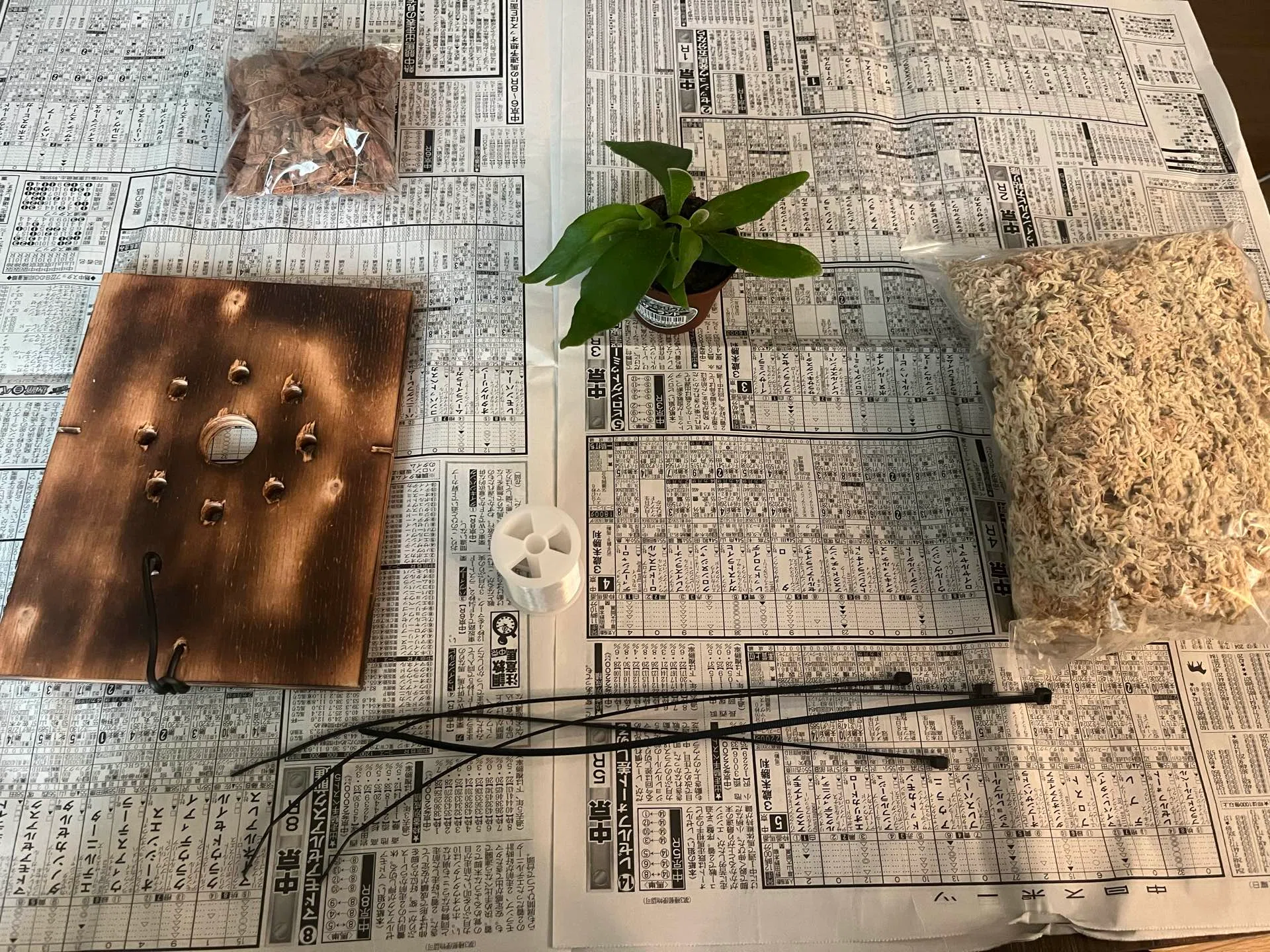 植物のこと】ビカクシダの板付に挑戦してみた｜ききゆ