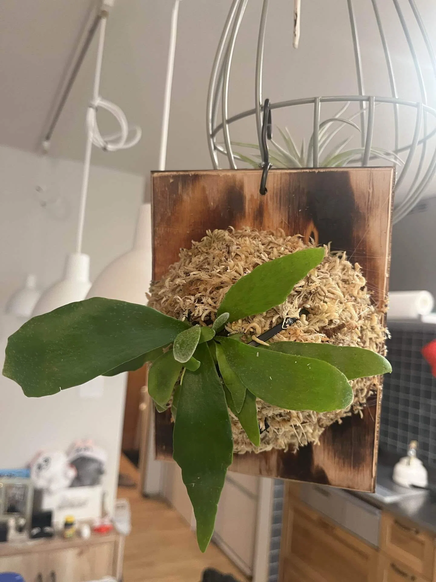 植物のこと】ビカクシダの板付に挑戦してみた｜ききゆ