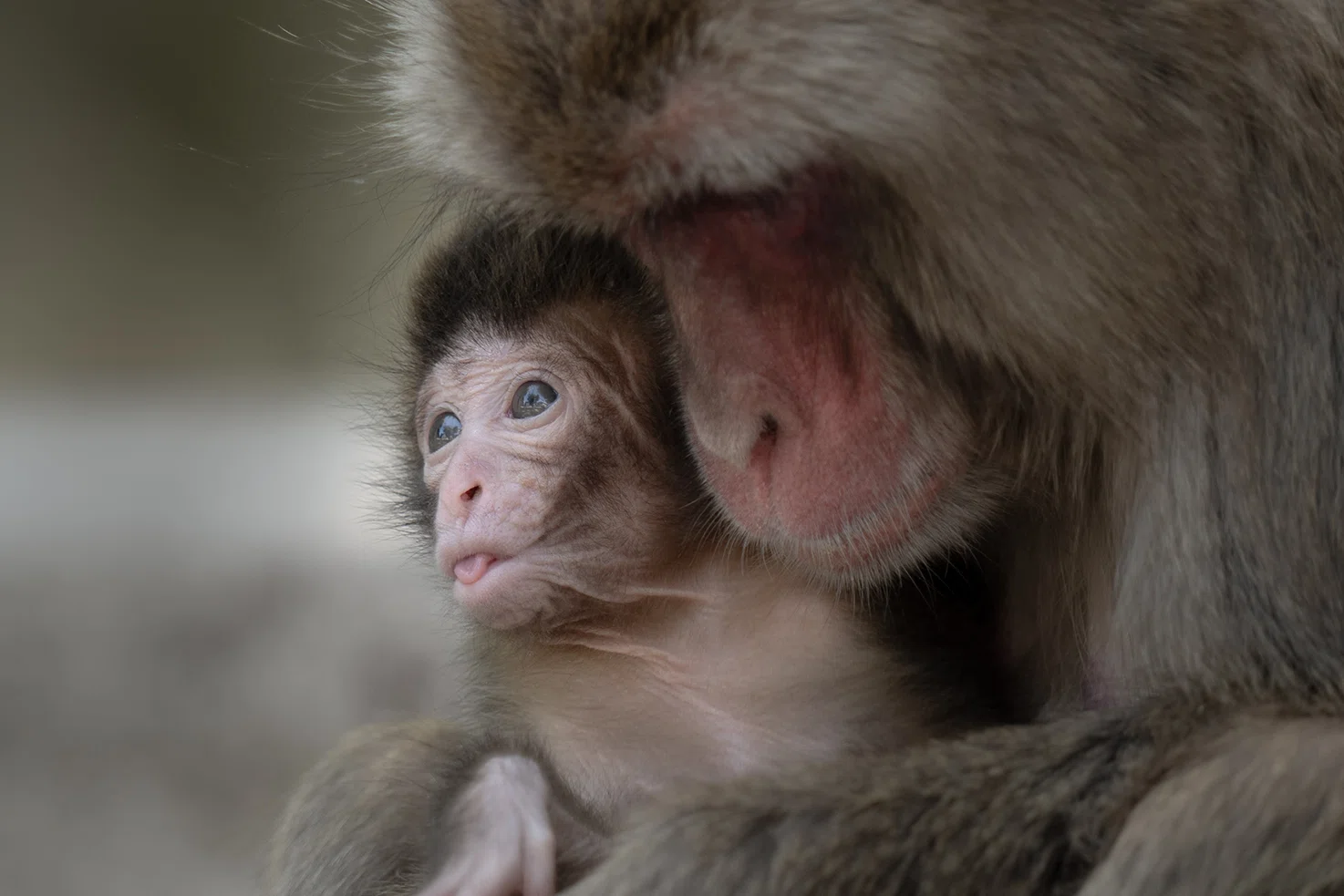 野生のサルたちの一年を見つめる写真集｜ヴィッセン出版