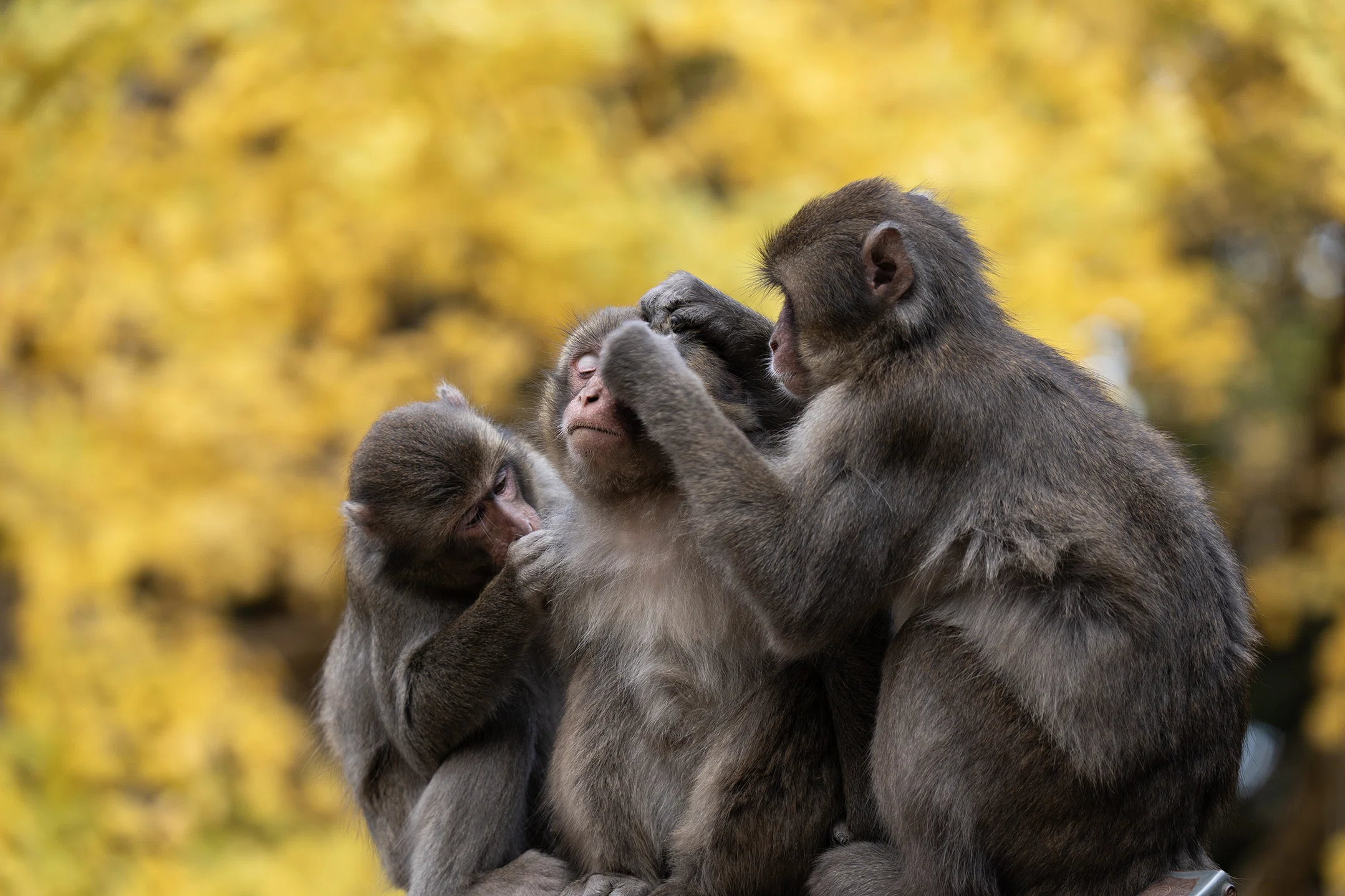 野生のサルたちの一年を見つめる写真集｜ヴィッセン出版