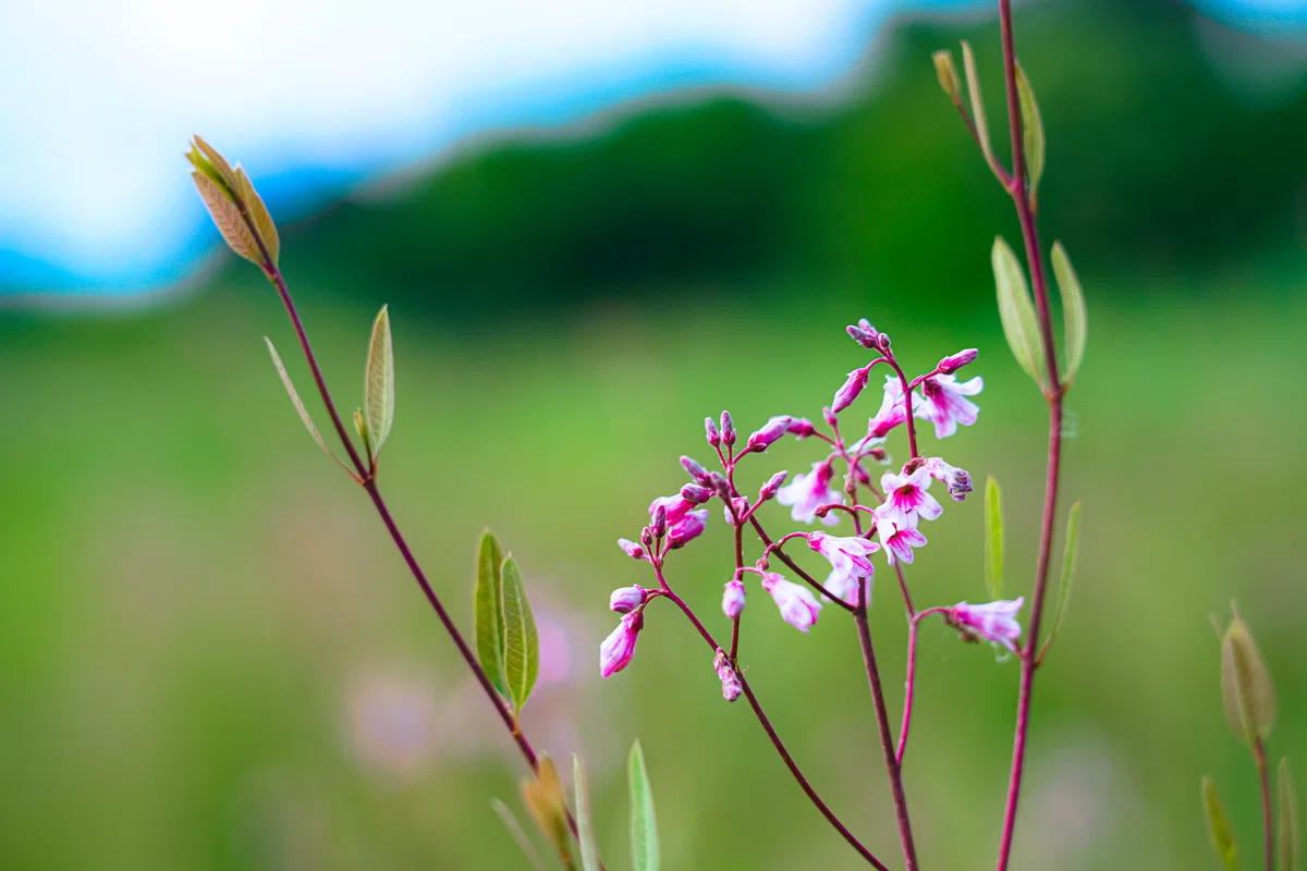 [Noto Agriculture Diary] The Story of Noto Rafuma (Dogbane) Tea Grown ...