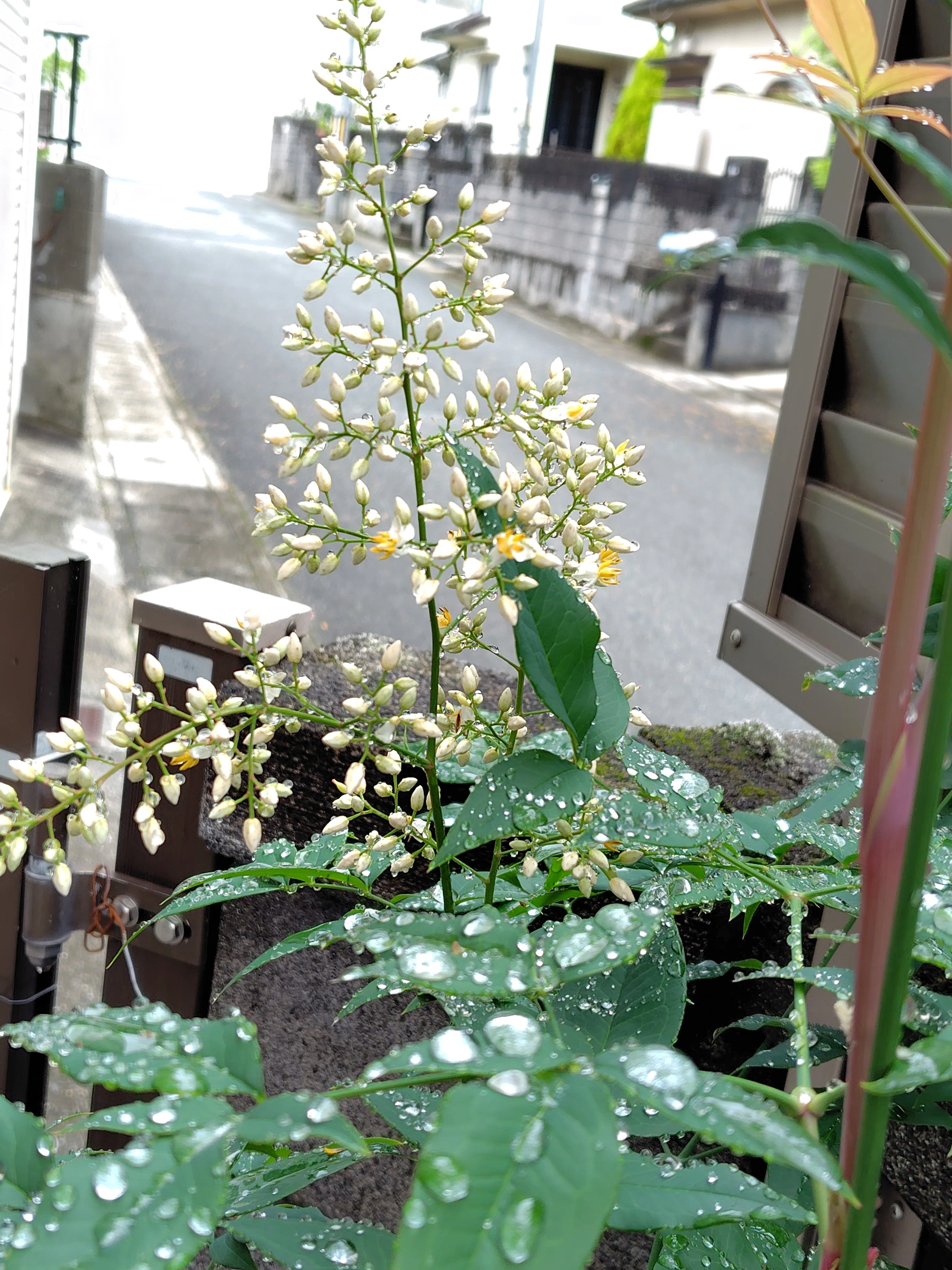 雨を待つ花のごとく【我が家の庭から】｜deepblue
