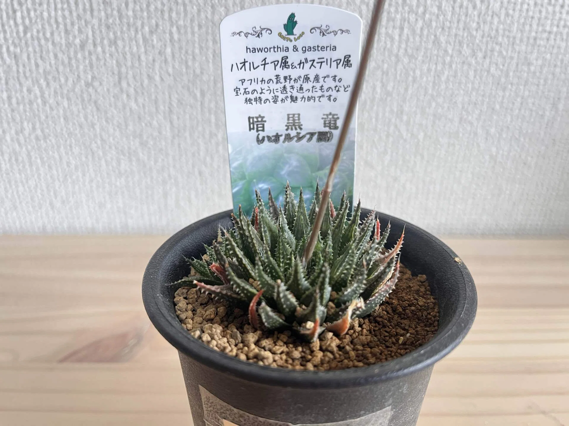 Mayu様　確認( ゜∀゜)つ　多肉植物 竜たちをお迎えした日｜多肉植物の名前が厨二病すぎる！第弐話｜マイキー🐣