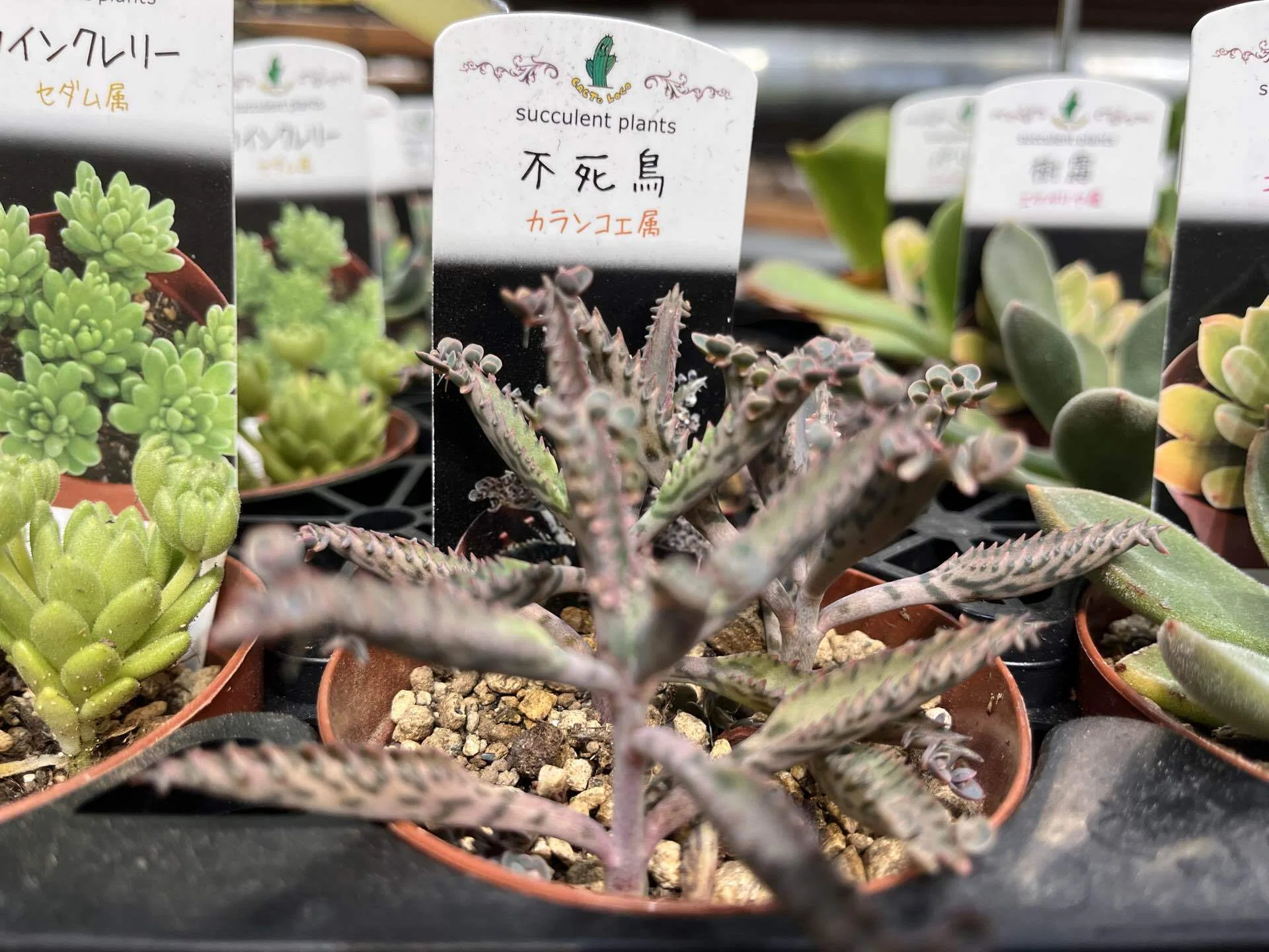 竜たちをお迎えした日｜多肉植物の名前が厨二病すぎる！第弐話｜マイキー🐣