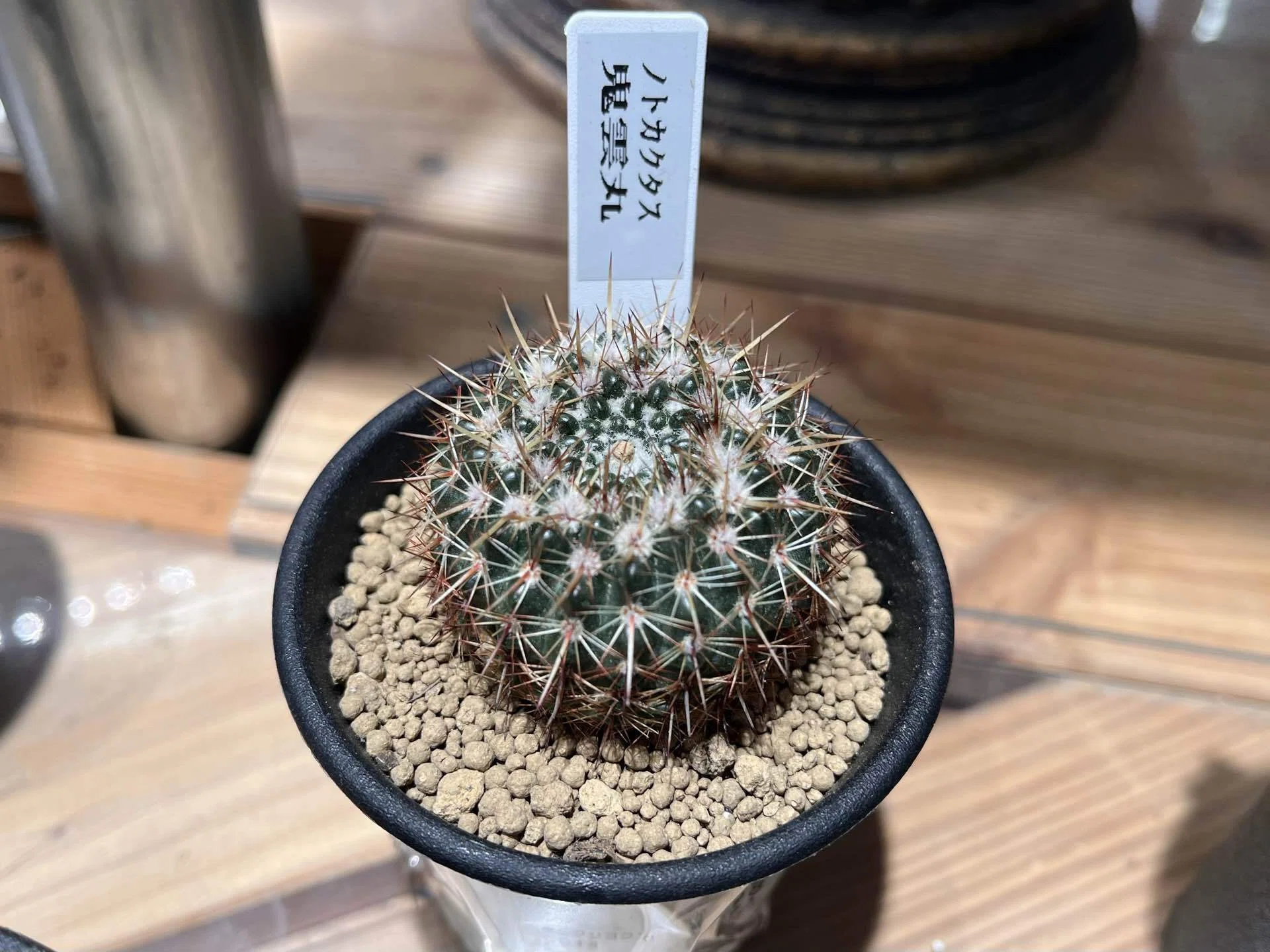 竜たちをお迎えした日｜多肉植物の名前が厨二病すぎる！第弐話｜マイキー🐣