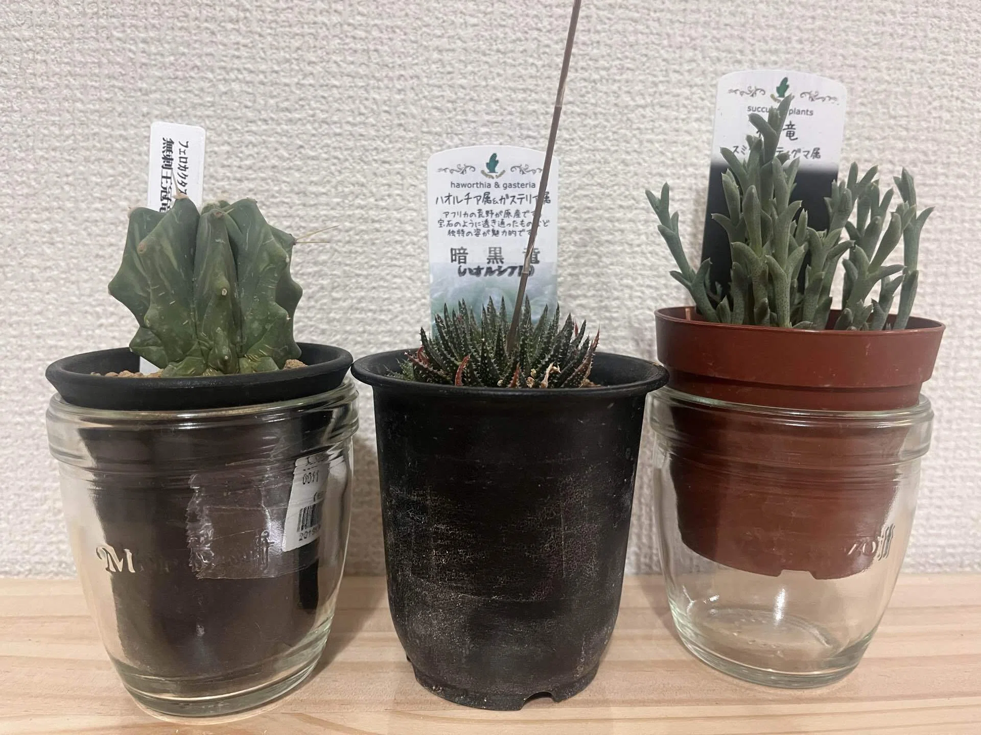 Mayu様　確認( ゜∀゜)つ　多肉植物 竜たちをお迎えした日｜多肉植物の名前が厨二病すぎる！第弐話｜マイキー🐣