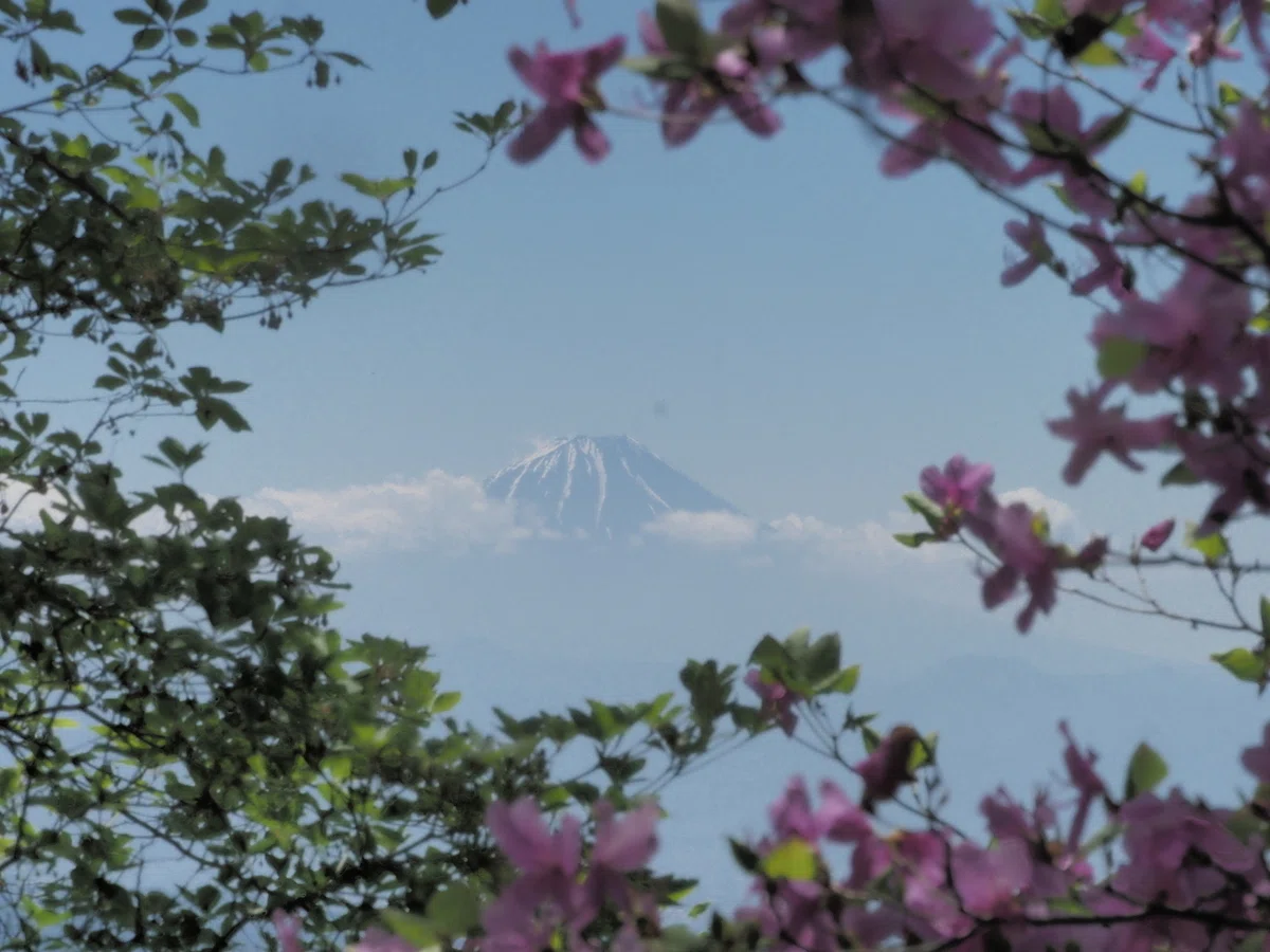 287.2026年のツツジ調査と山岳眺望｜sasayan