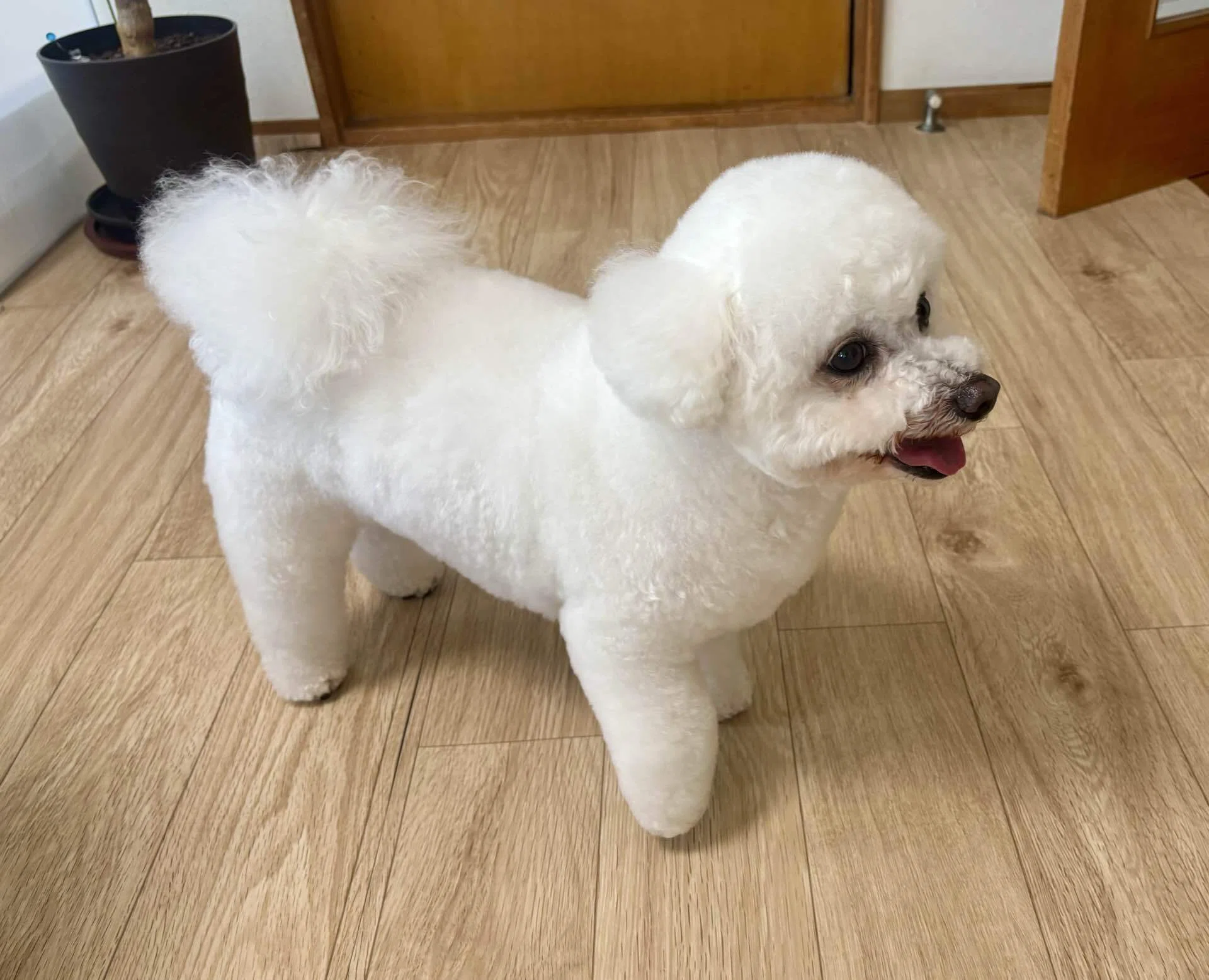 犬のしっぽはなぜ上がる？愛犬のくぼみが教えてくれたこと｜ちーと白い