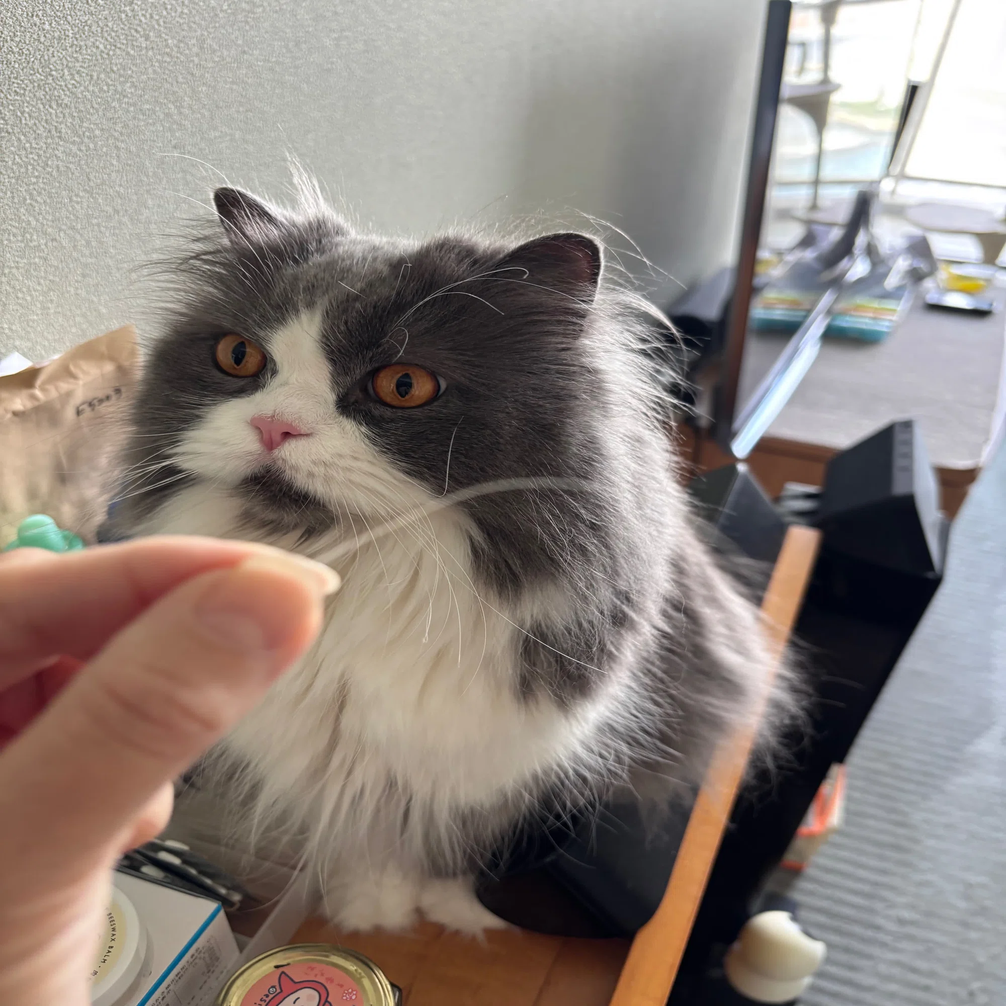 お待たせいたしました（待ってないかな）猫のおヒゲ差し、近況ご報告