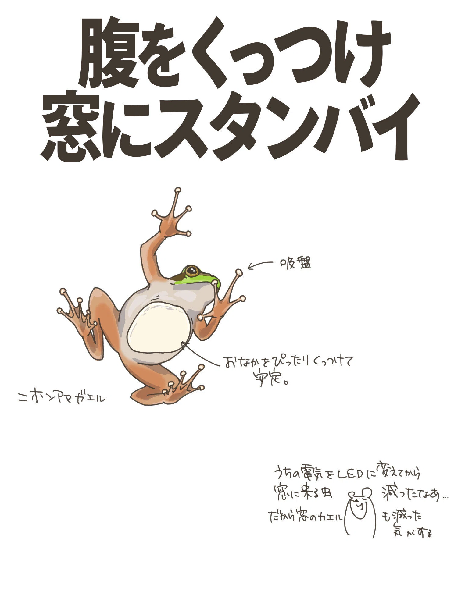 腹をくっつけスタンバイ｜アマガエル｜くますけ｜自然ガイド・クリエイター