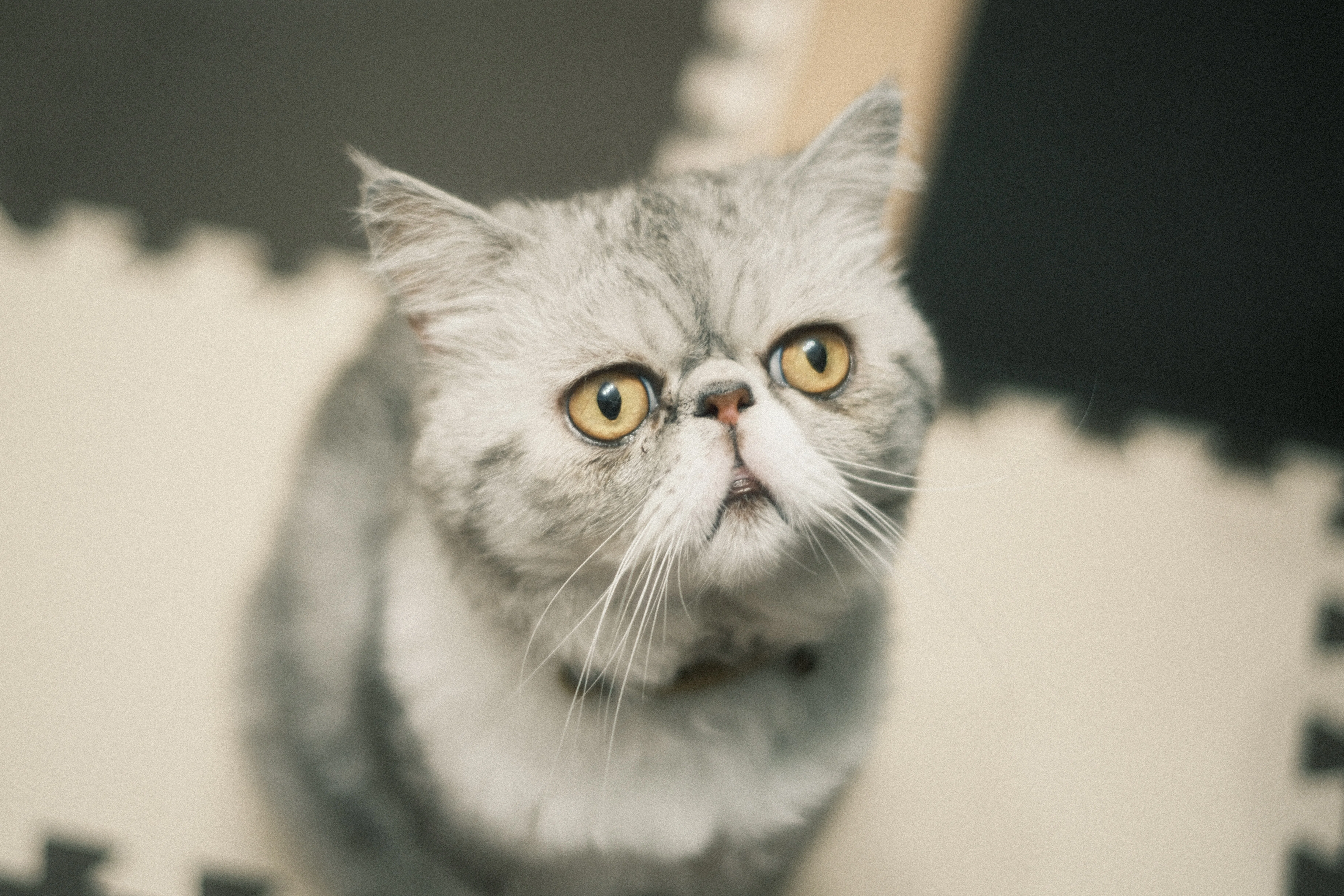 NOKTON classic 40mm F1.4 SC VM｜月曜休み。