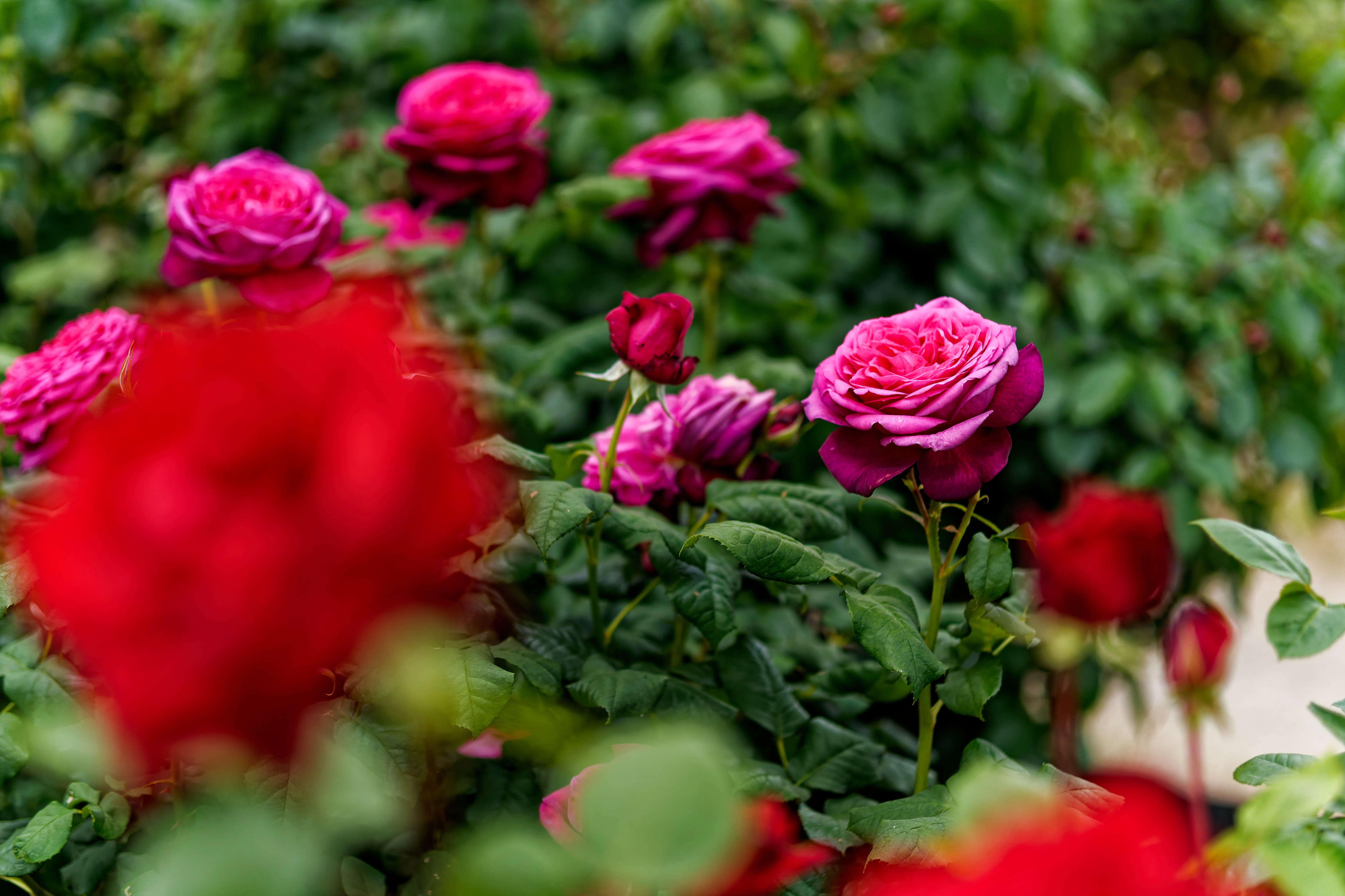 5月の薔薇園｜fenbel
