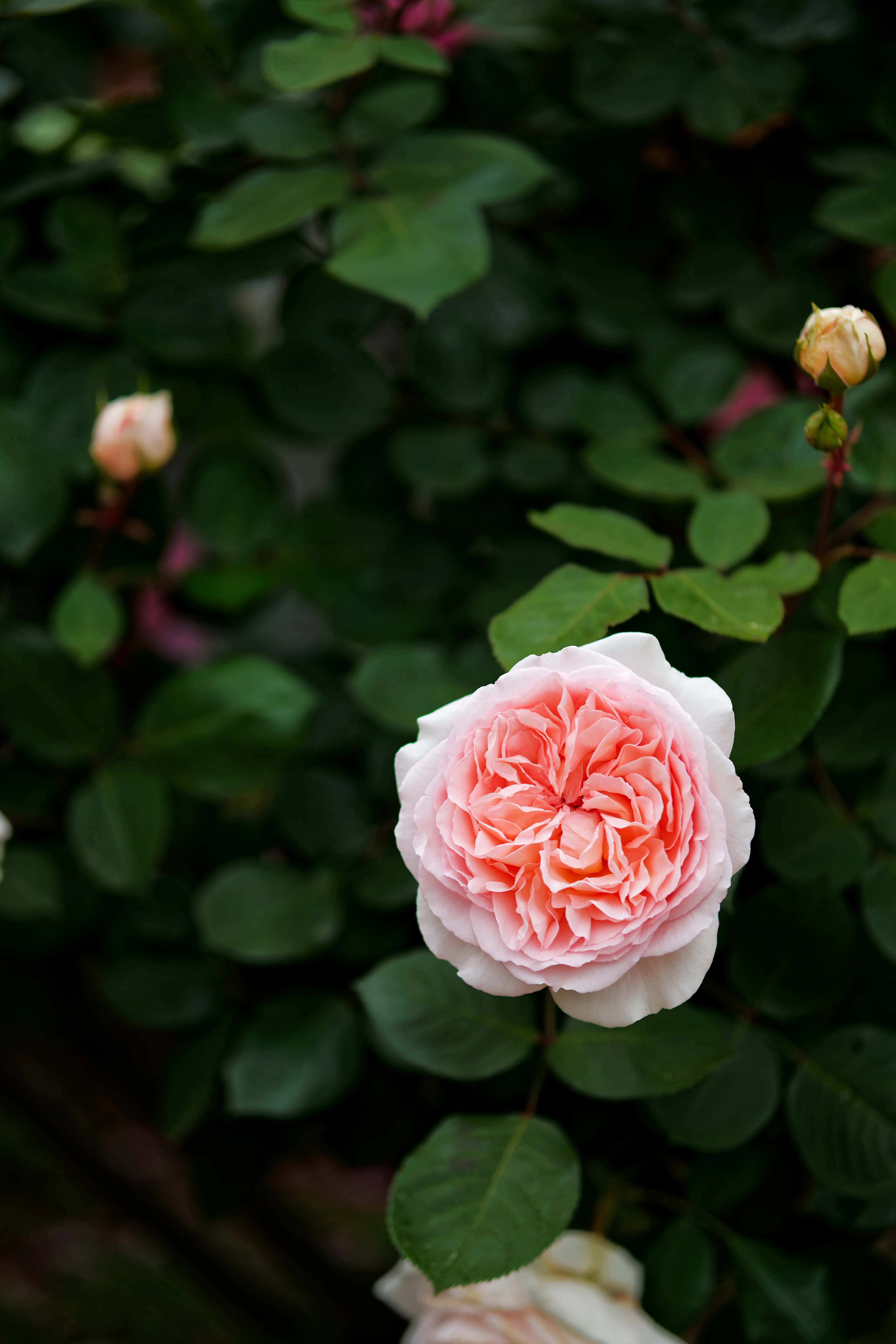 小谷 博貞「薔薇園の夢」 5月の薔薇園｜fenbel