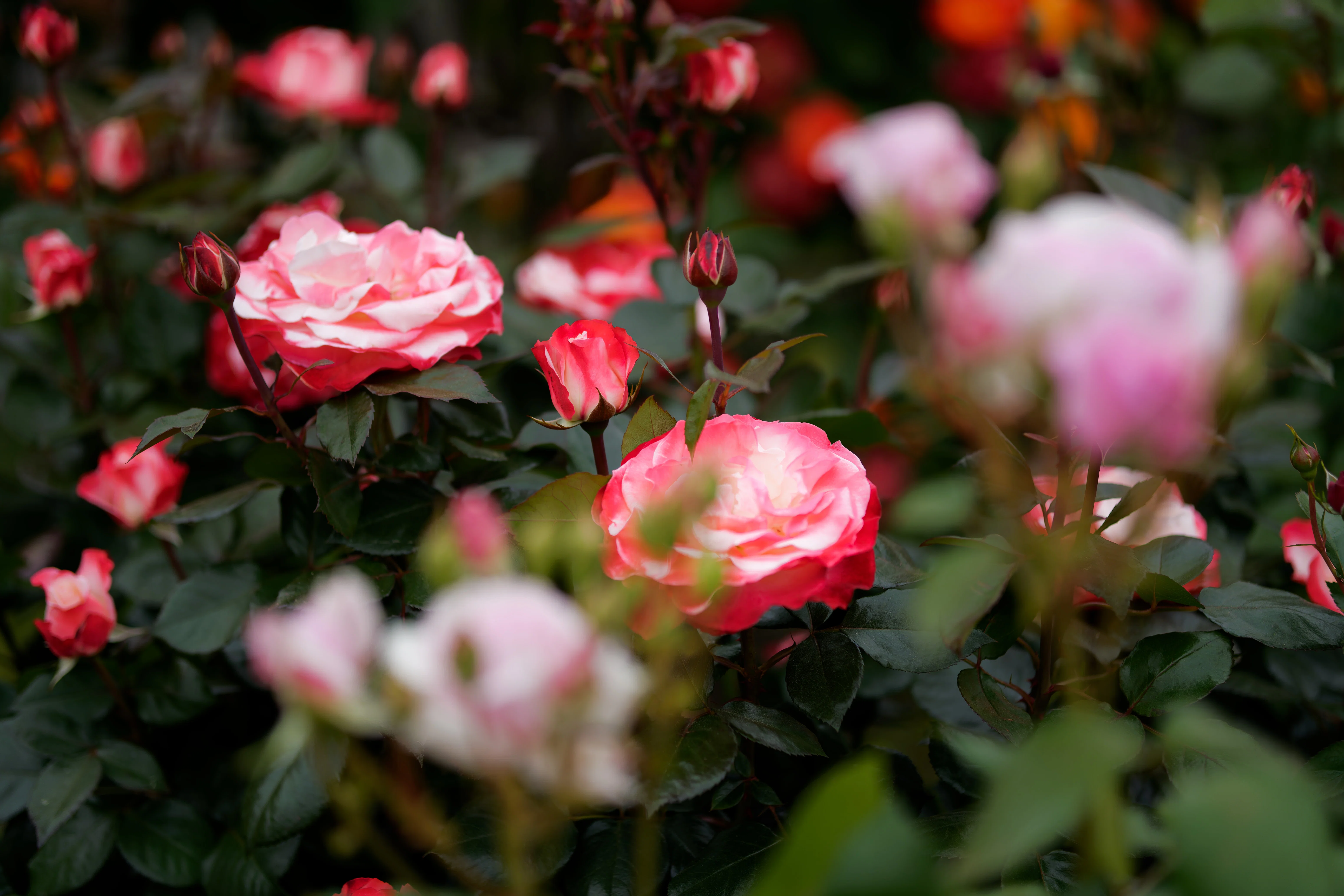 5月の薔薇園｜fenbel