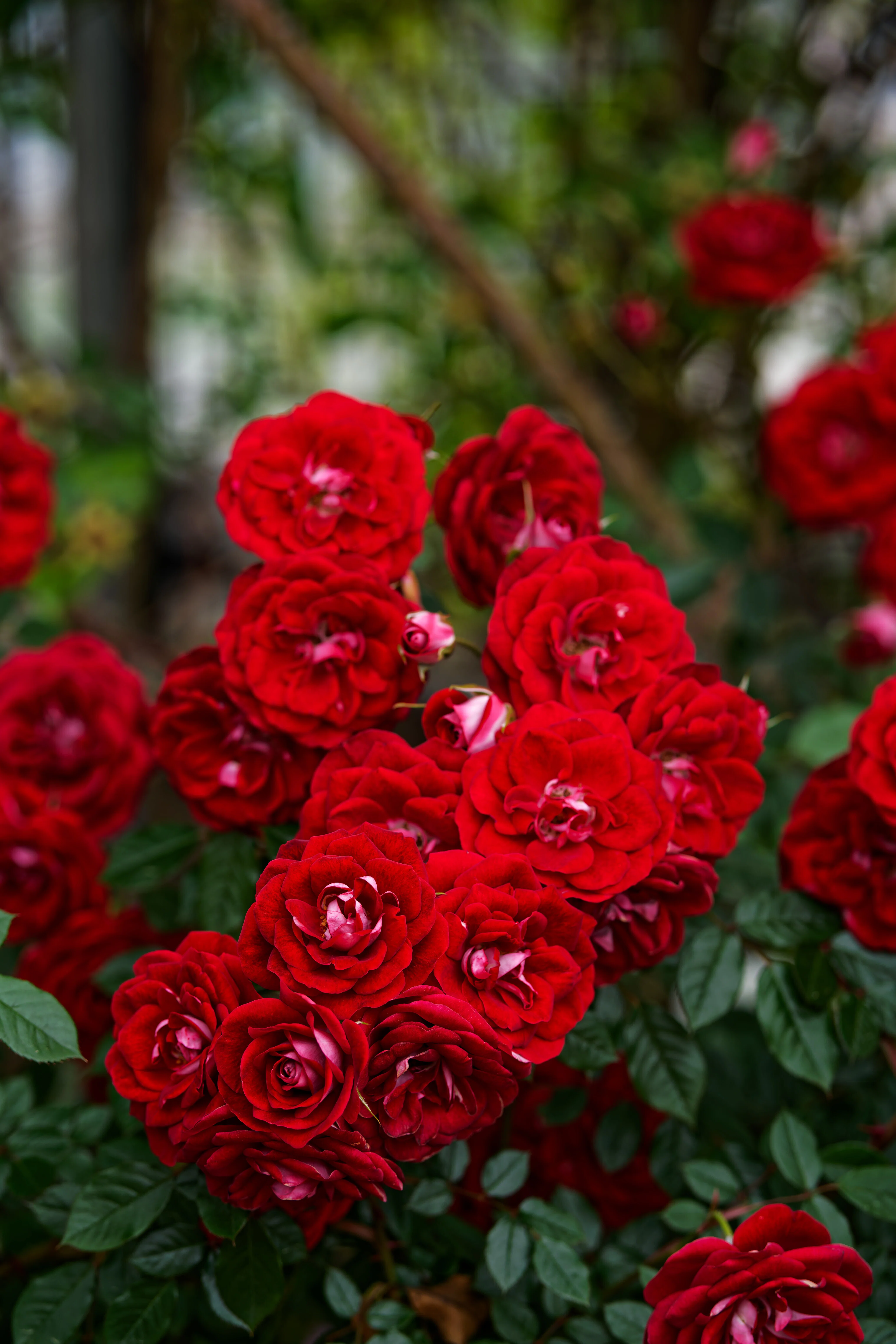 5月の薔薇園｜fenbel