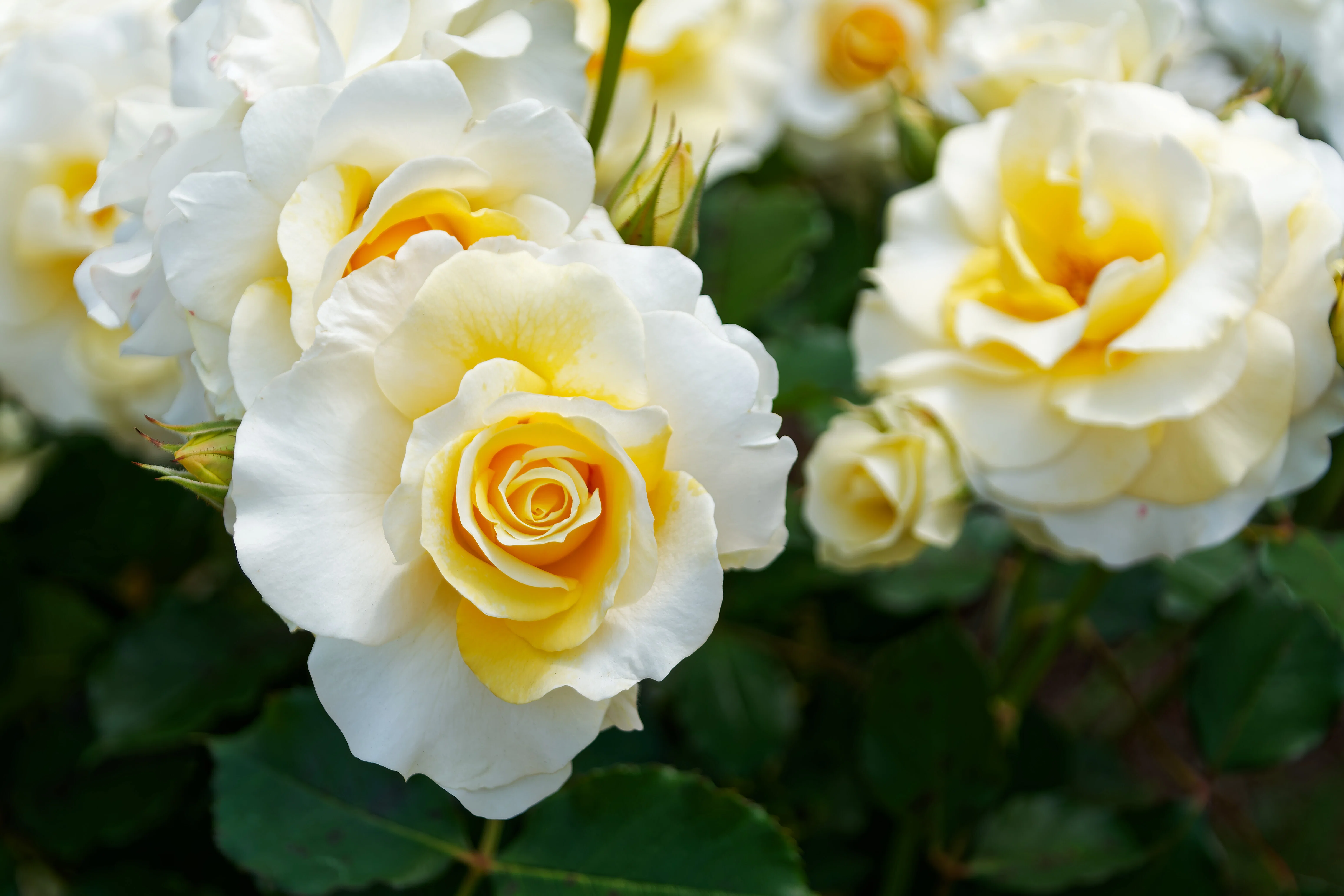 5月の薔薇園｜fenbel