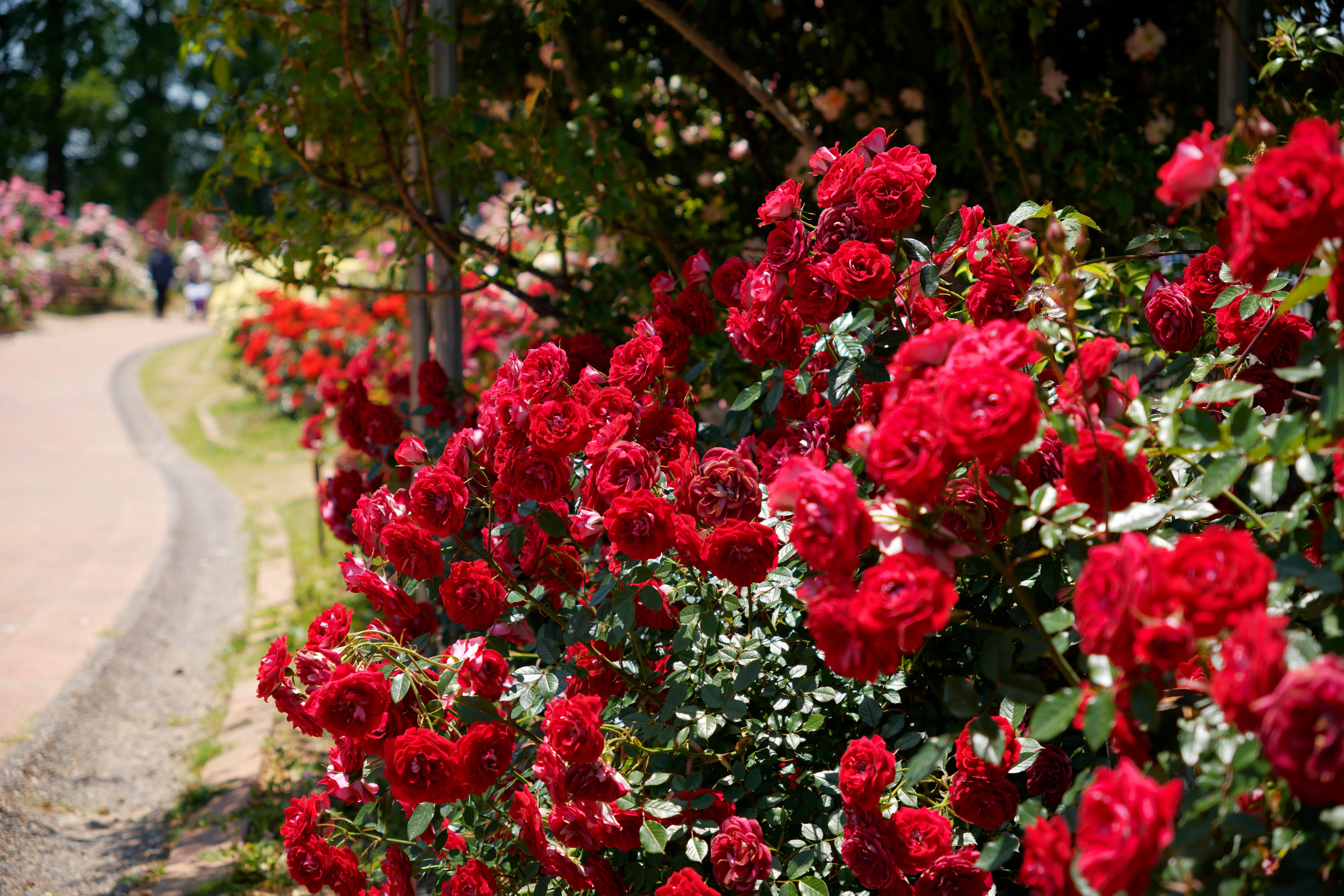 5月の薔薇園｜fenbel