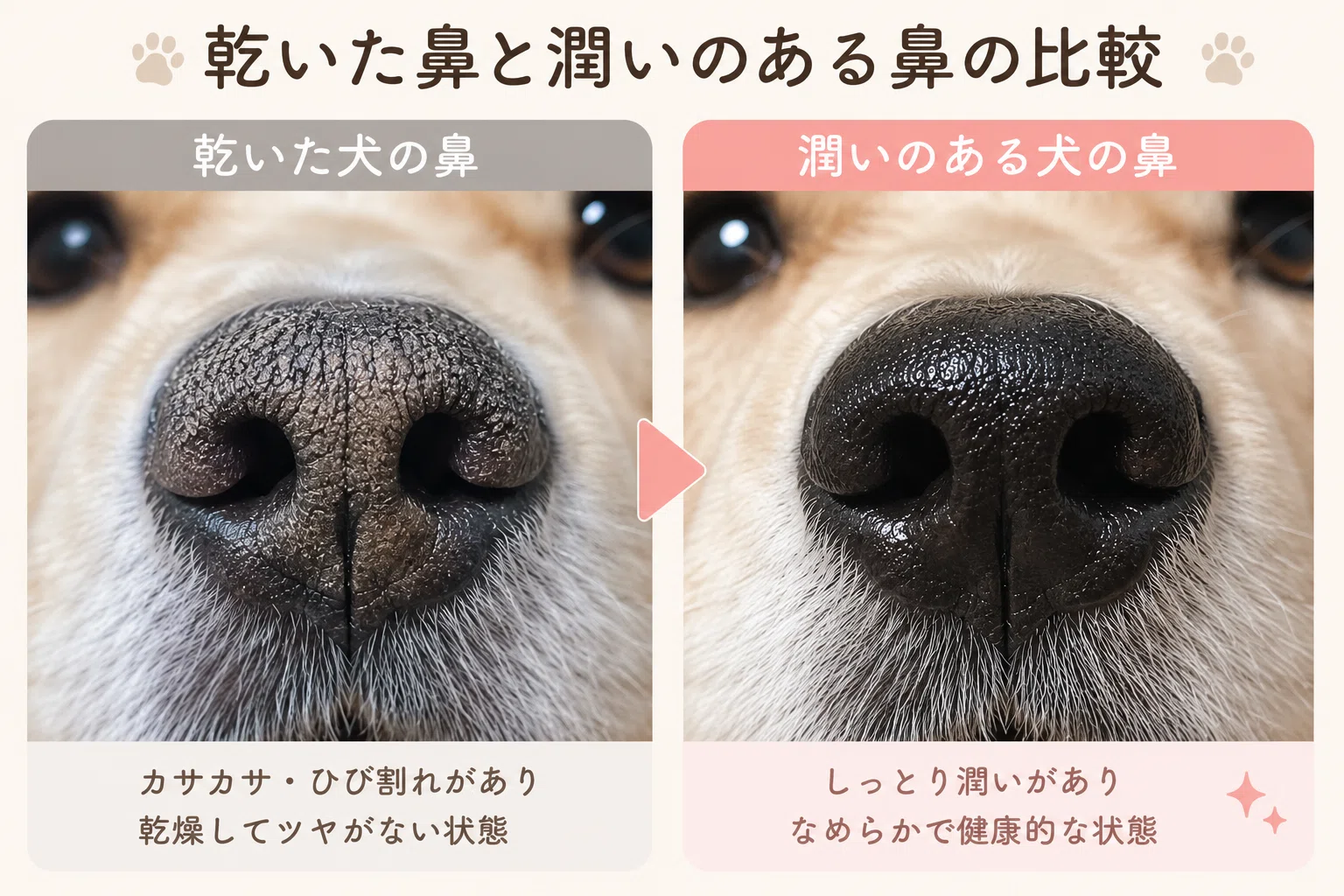 犬 鼻 乾い てる