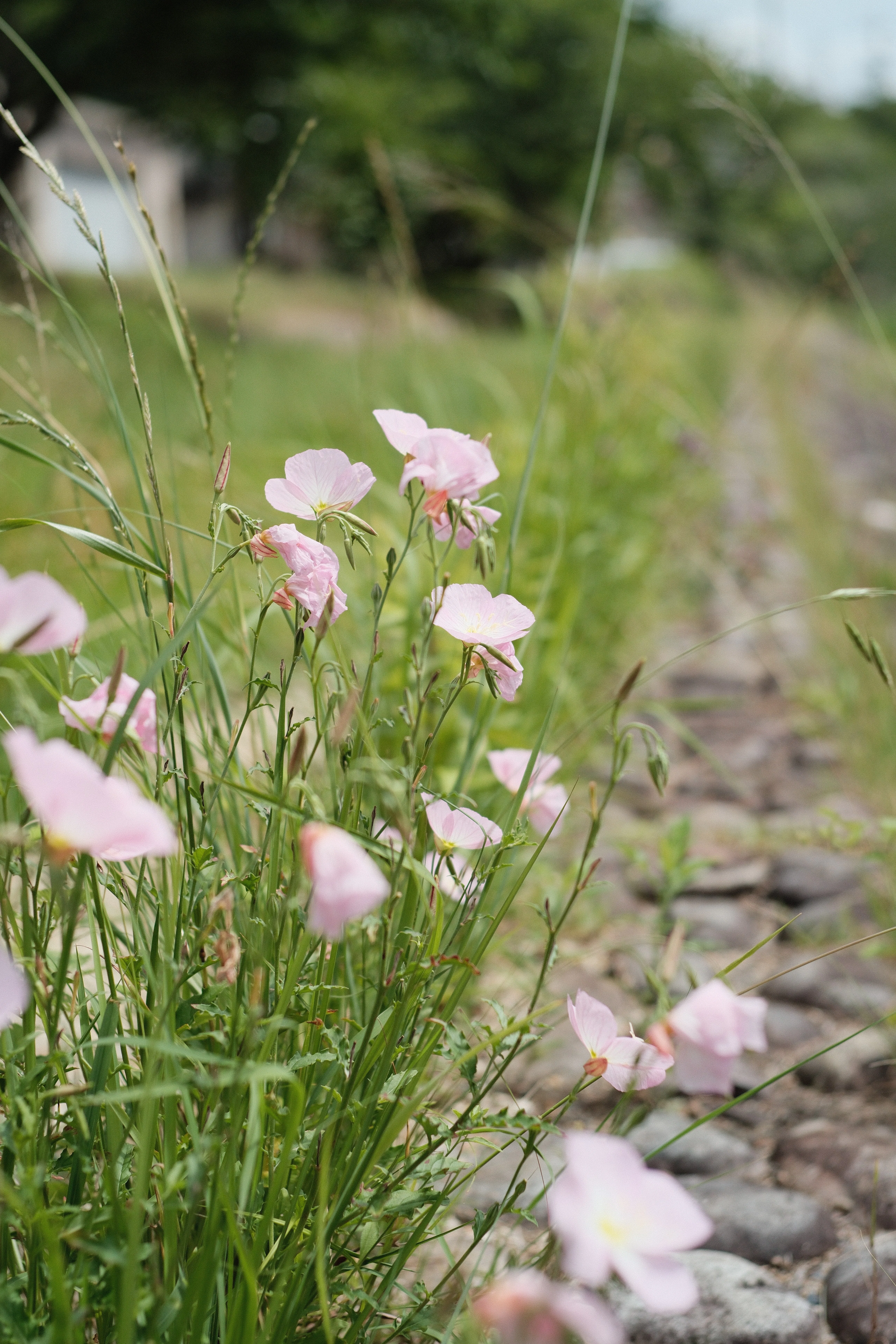 NOKTON classic 40mm F1.4 SC VM｜月曜休み。
