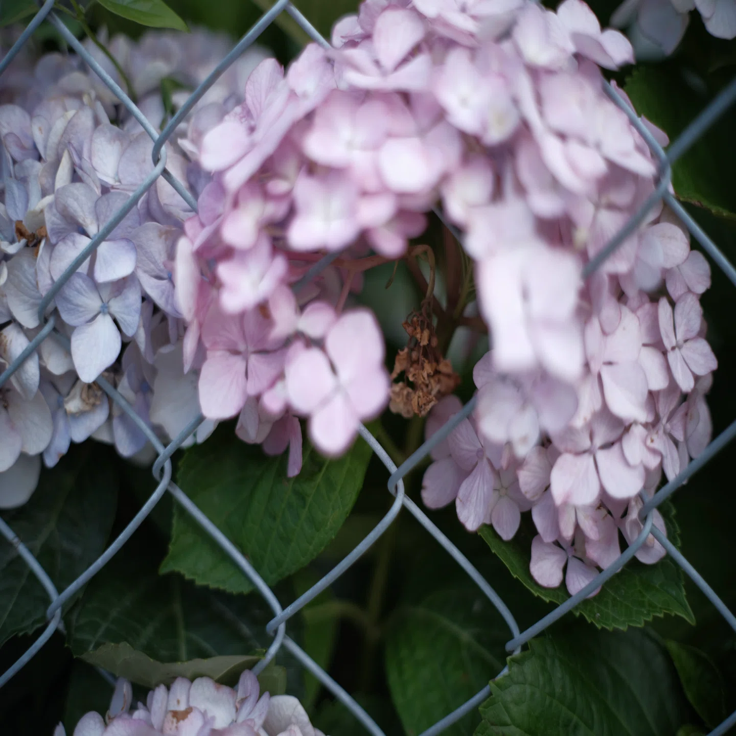 紫陽花2026 ~境界線~｜NOB PHOTO