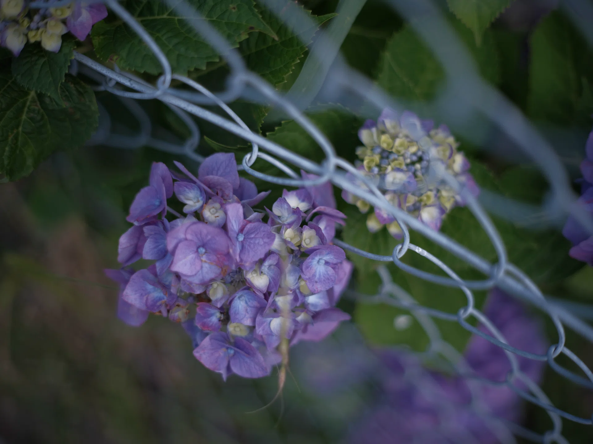 紫陽花2026 ~境界線~｜NOB PHOTO