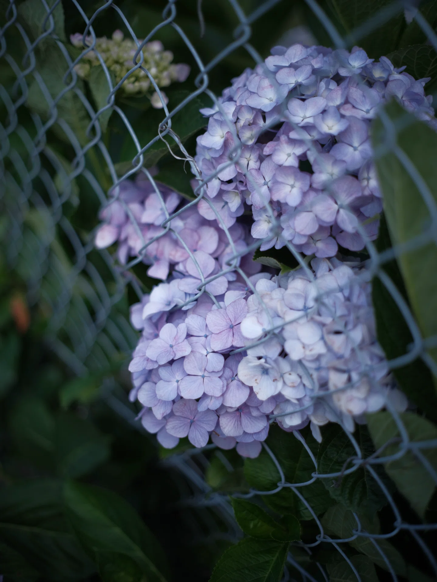 紫陽花2026 ~境界線~｜NOB PHOTO