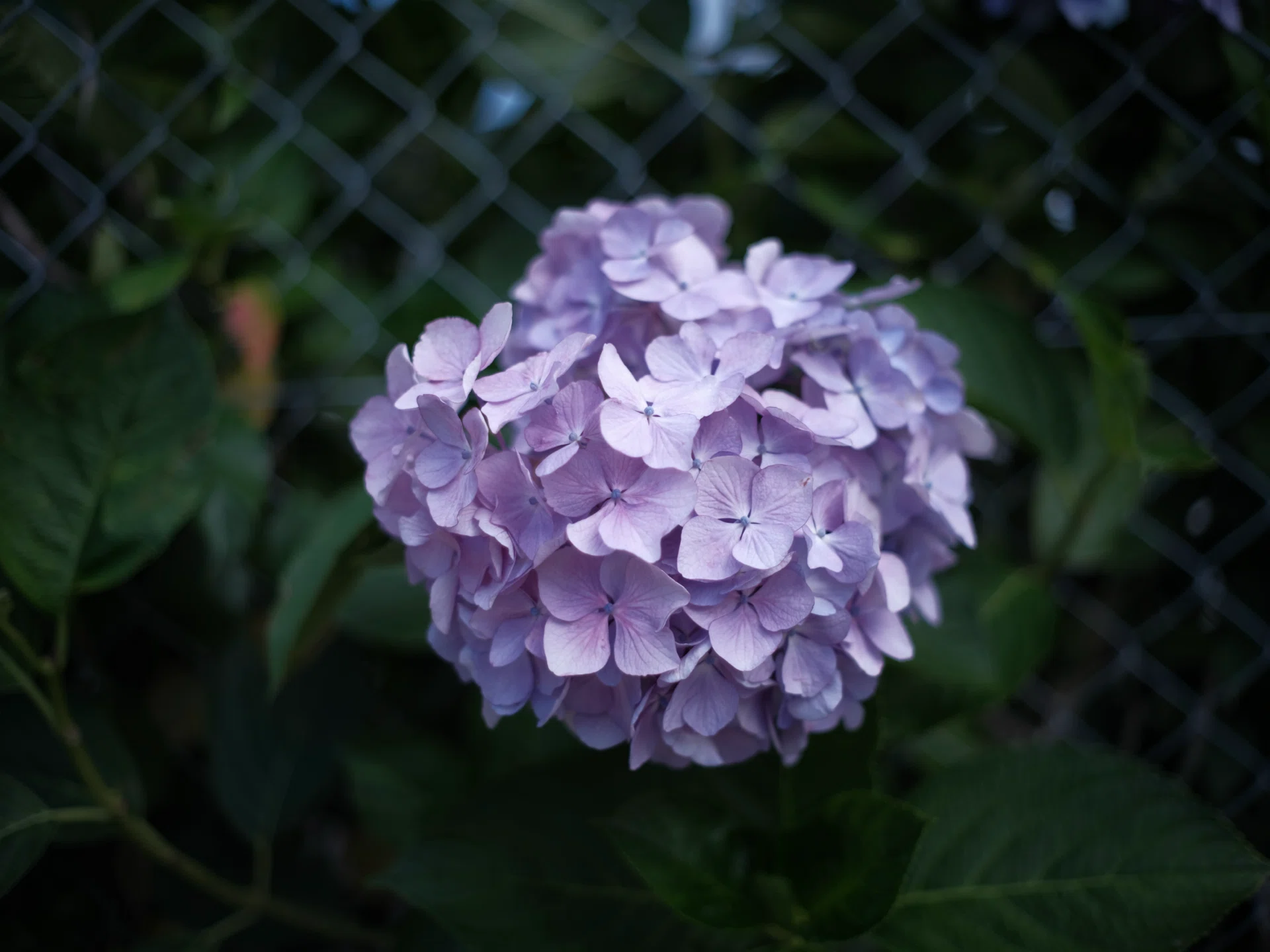 紫陽花2026 ~境界線~｜NOB PHOTO