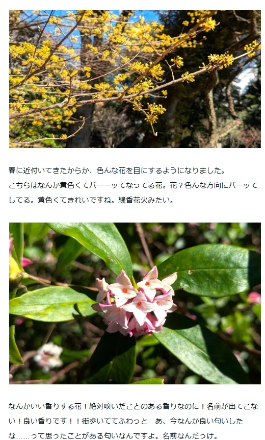 散歩】都立文化財9庭園- 9 Gardens -春の黄色の庭園（浜離宮恩賜庭園