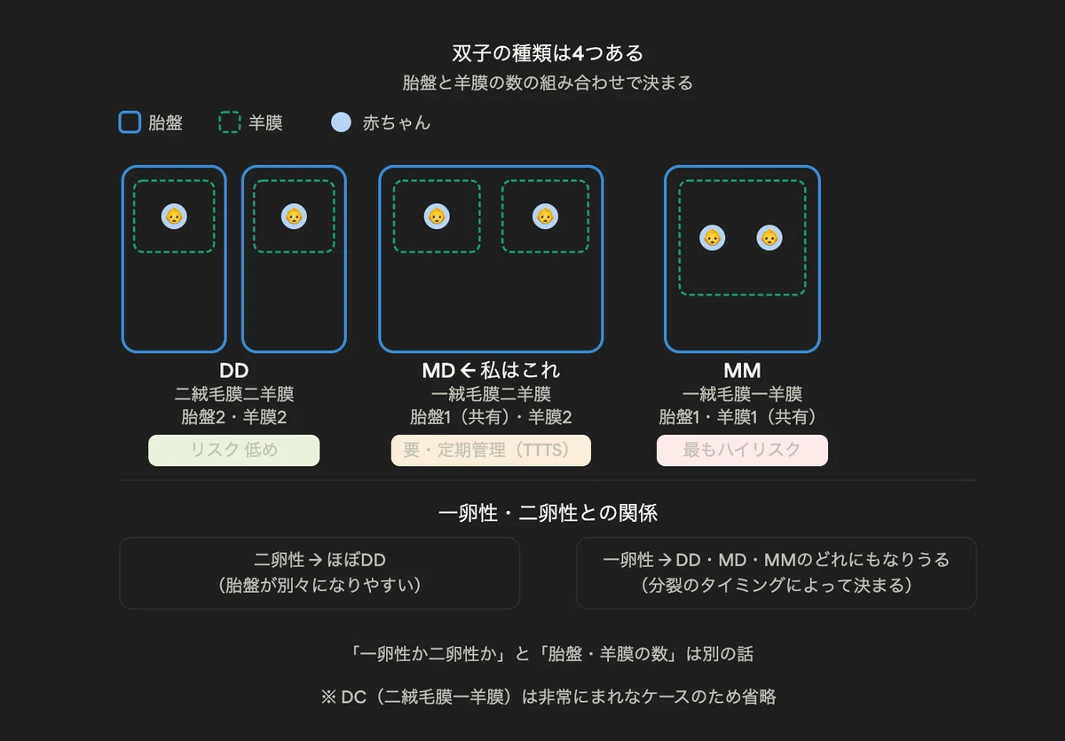 双子って、4種類いるんですか。〜MD双胎妊娠記録②〜|TAKANO