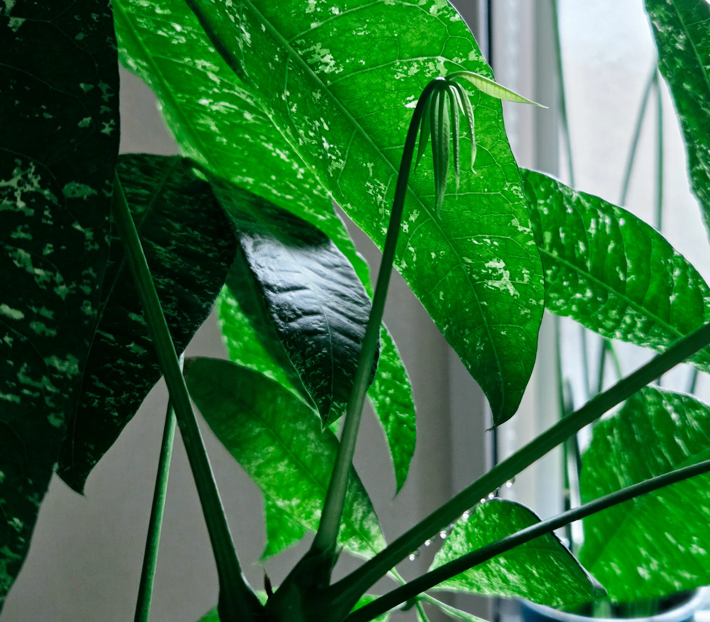 観葉植物の新芽が可愛い季節になってきた。｜Kagaya.plants