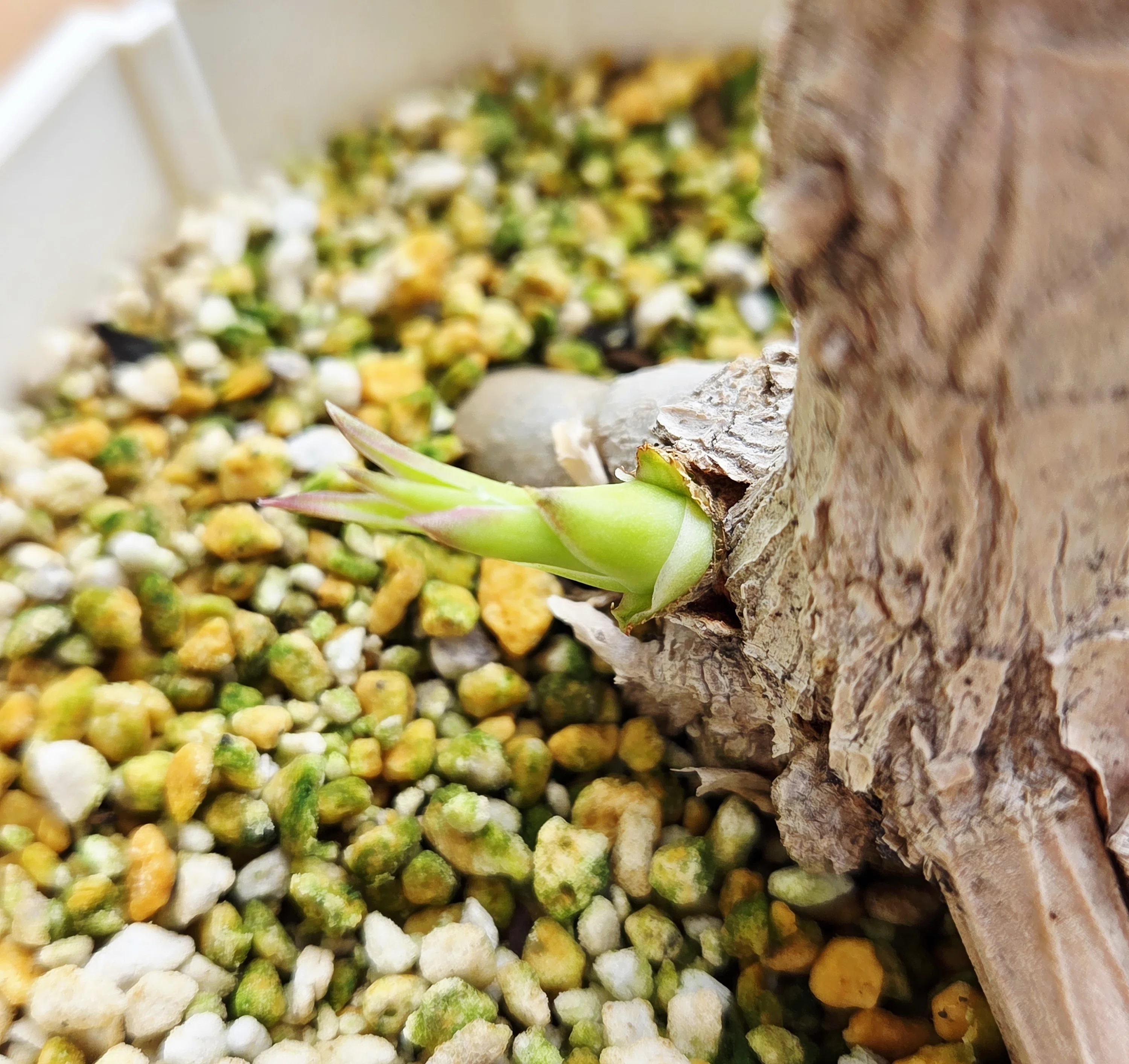 観葉植物の新芽が可愛い季節になってきた。｜Kagaya.plants